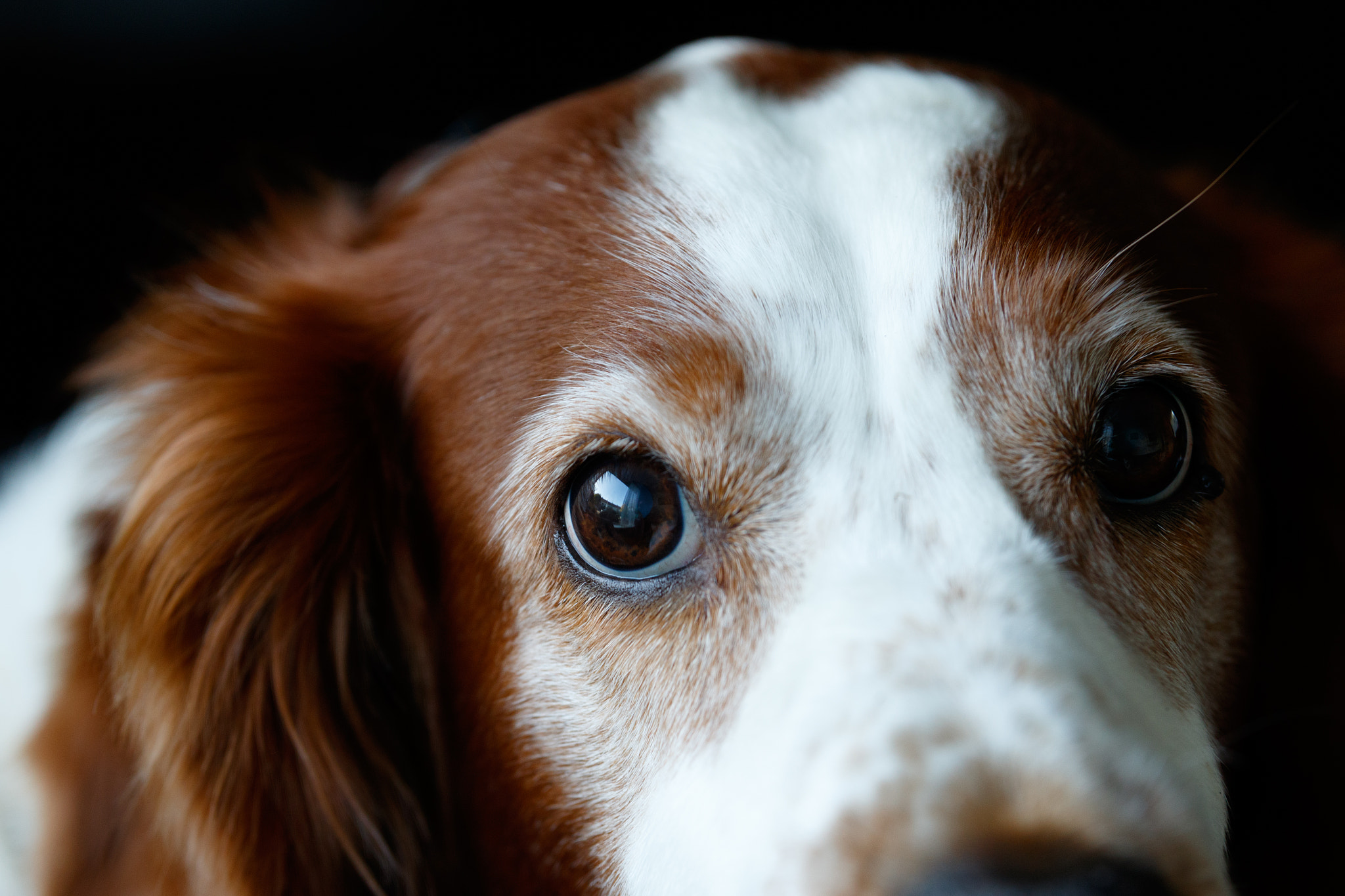 Sigma 50-100mm F1.8 DC HSM Art sample photo. Lovely eyes photography
