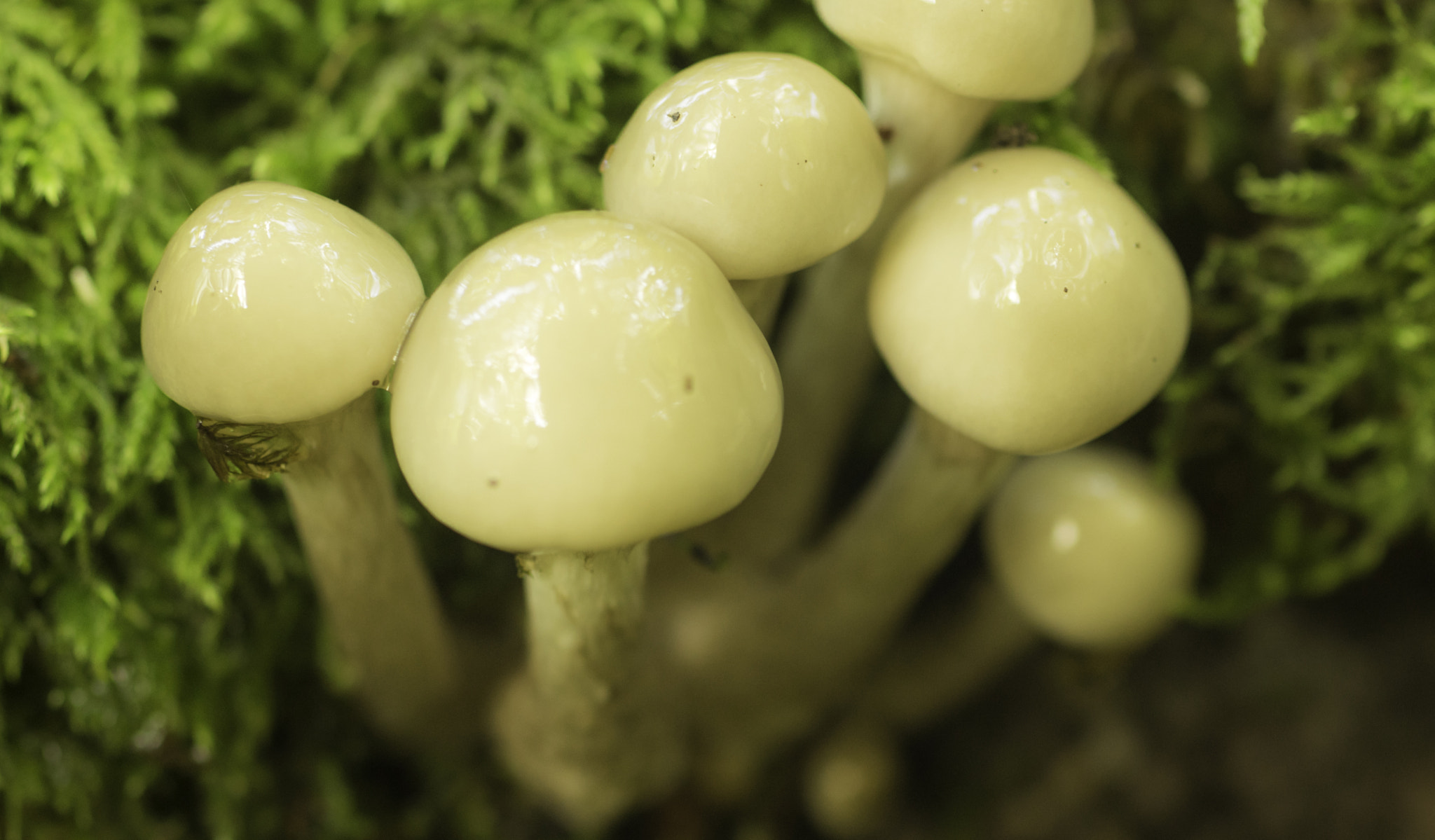 Pentax K-3 sample photo. Champignons ou kodamas photography