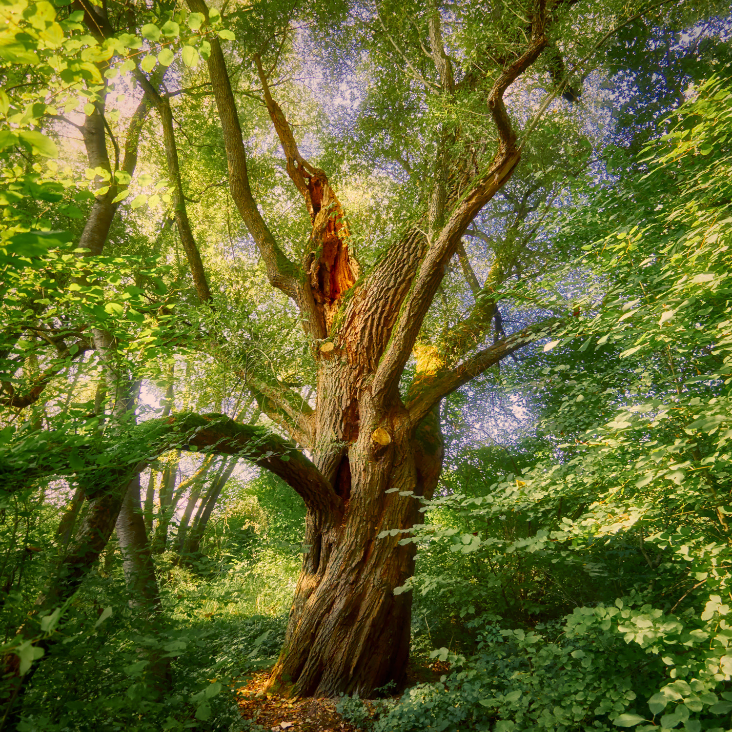 Olympus M.Zuiko Digital ED 9-18mm F4.0-5.6 sample photo. Magic tree photography