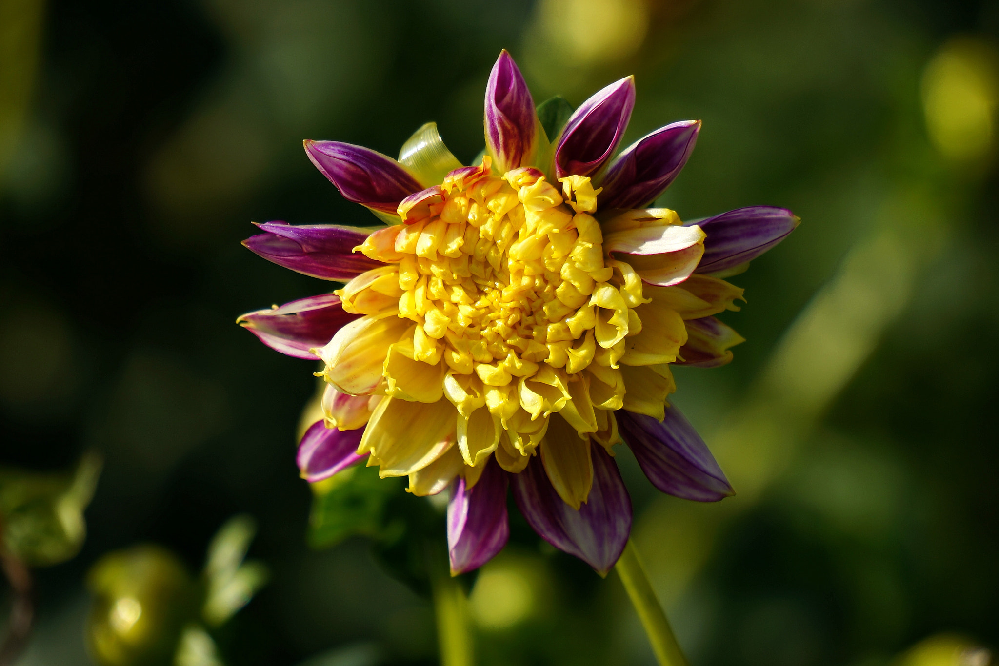 Sony E 55-210mm F4.5-6.3 OSS sample photo. Dahlia photography