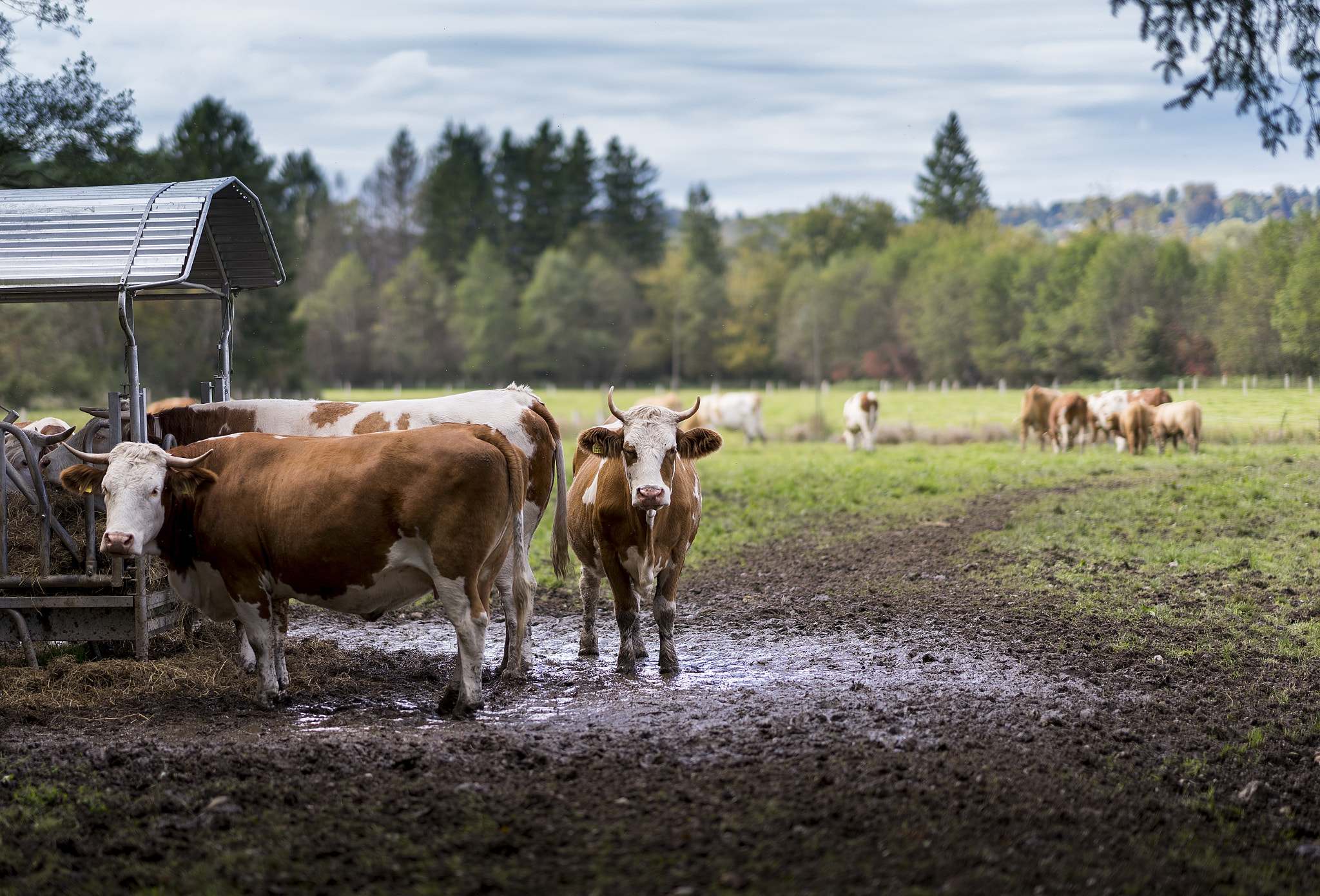 Sony a7 II + Sony FE 85mm F1.4 GM sample photo. Cows photography