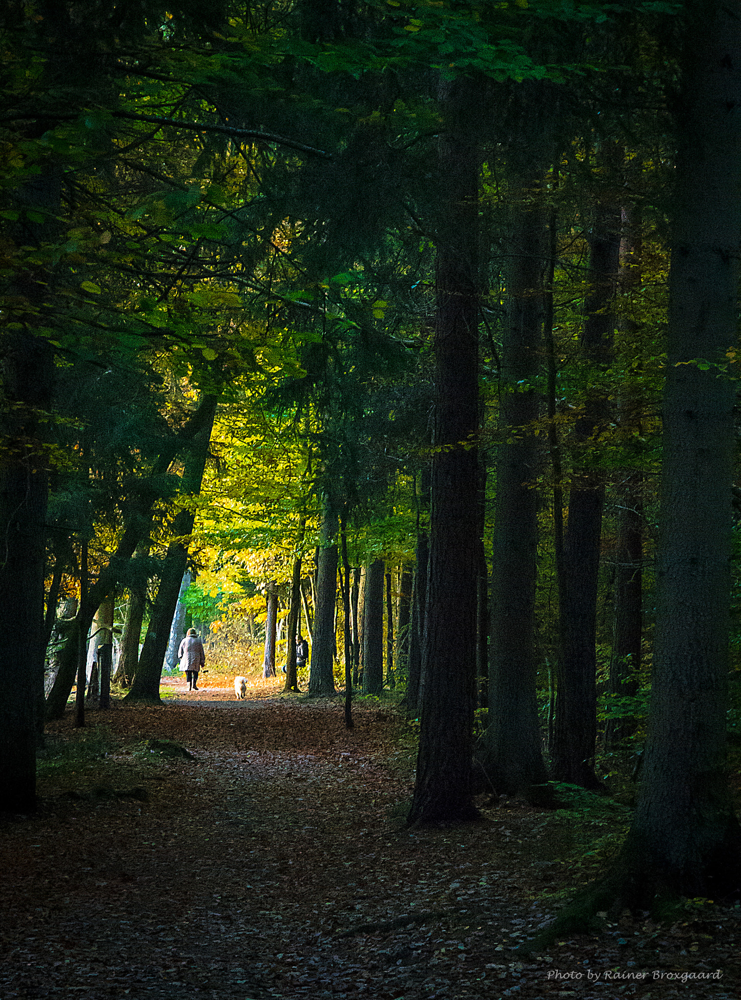 Nikon D800 sample photo. Fall photography