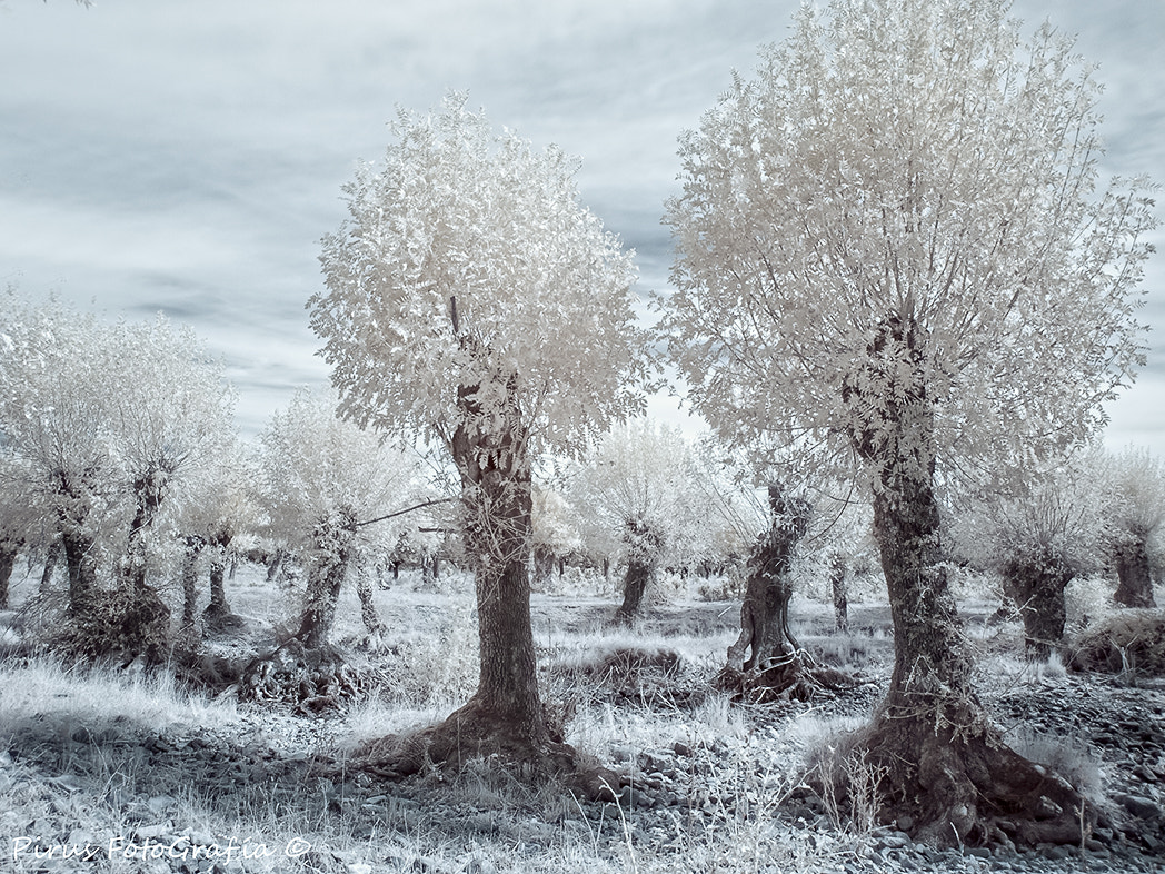 OLYMPUS 14-42mm Lens sample photo. Dreamscapes photography