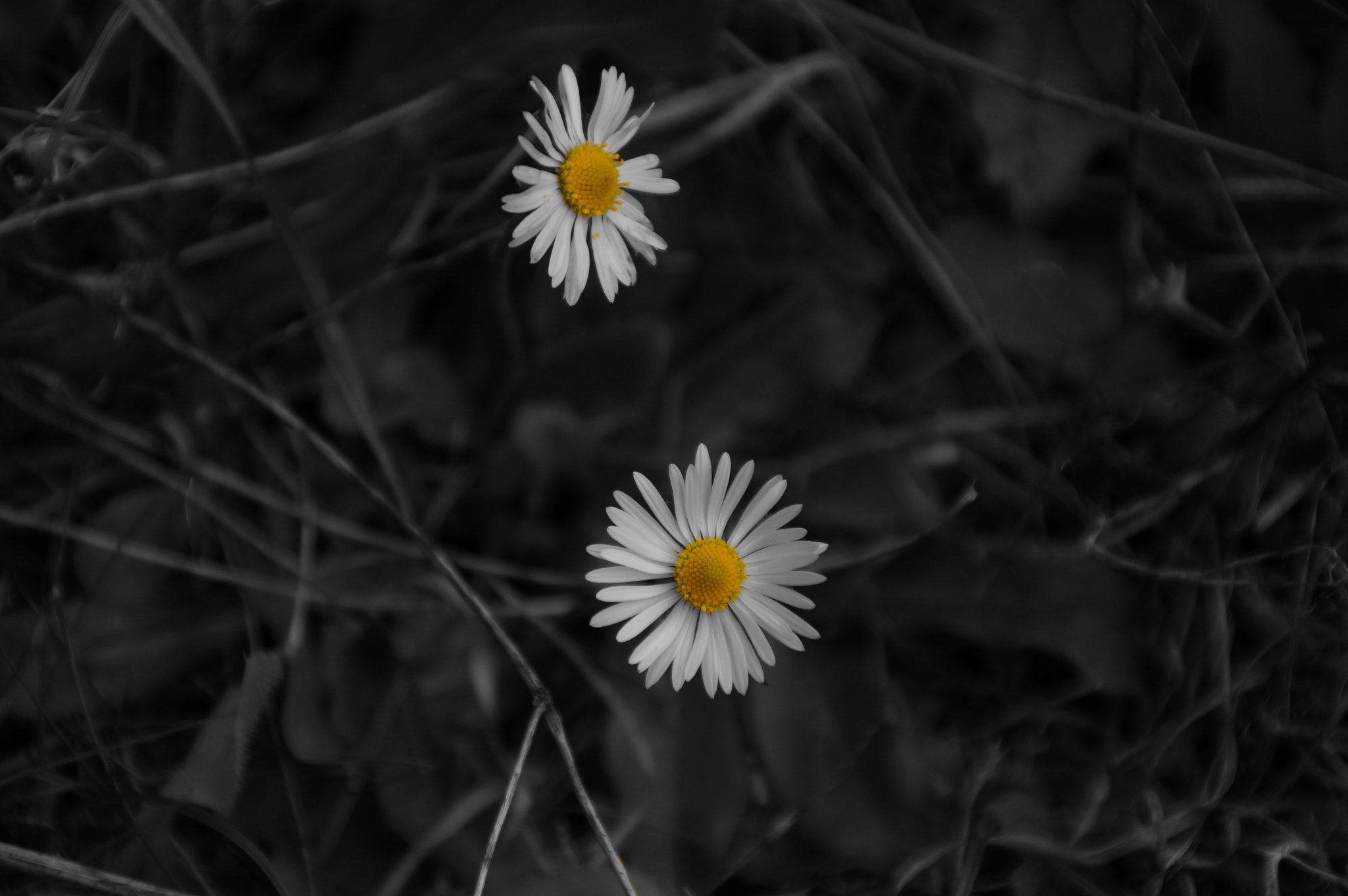 Sony SLT-A57 sample photo. Daisies photography