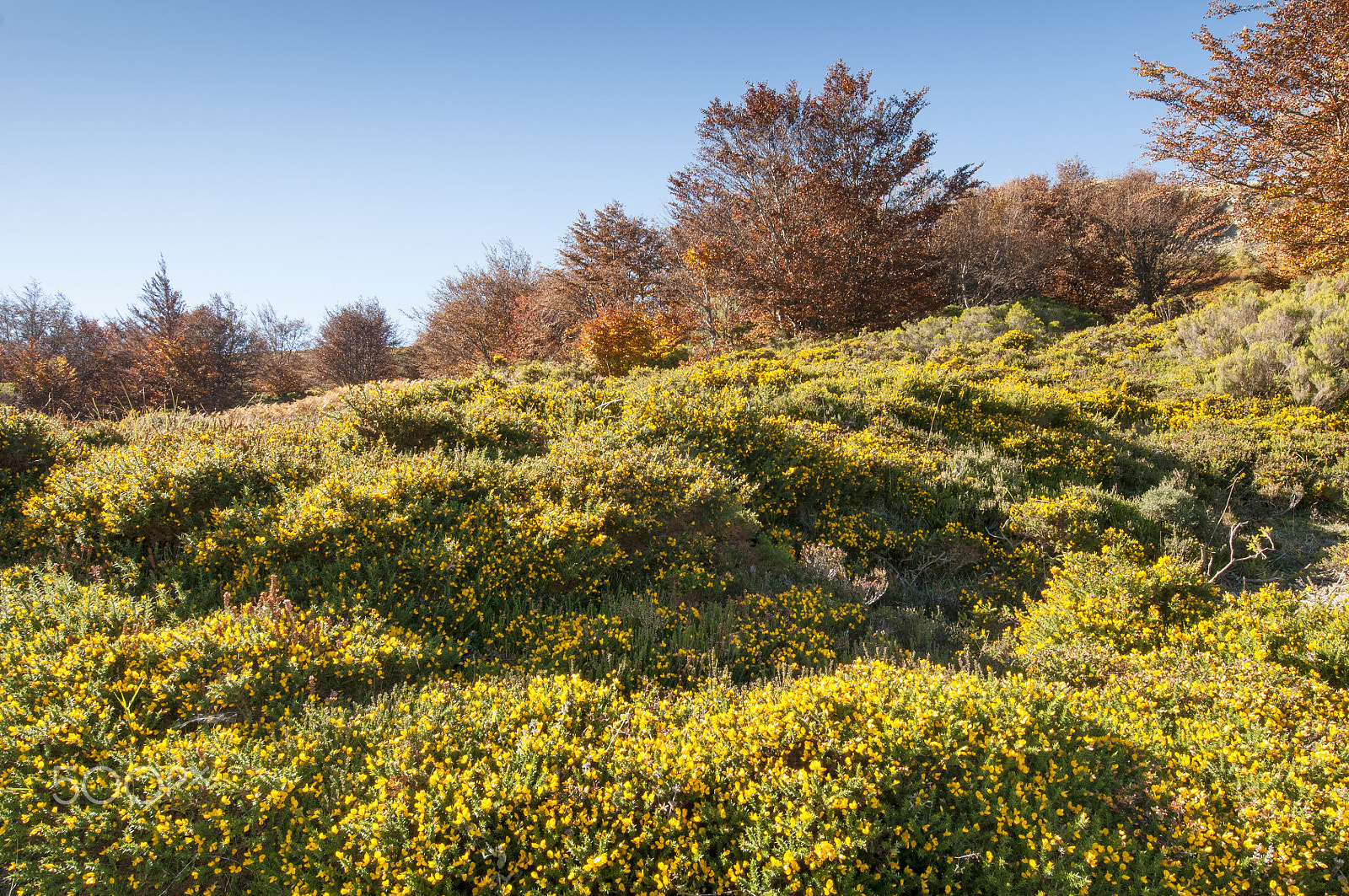 Nikon AF-S Nikkor 14-24mm F2.8G ED sample photo. Ulex y fagus photography