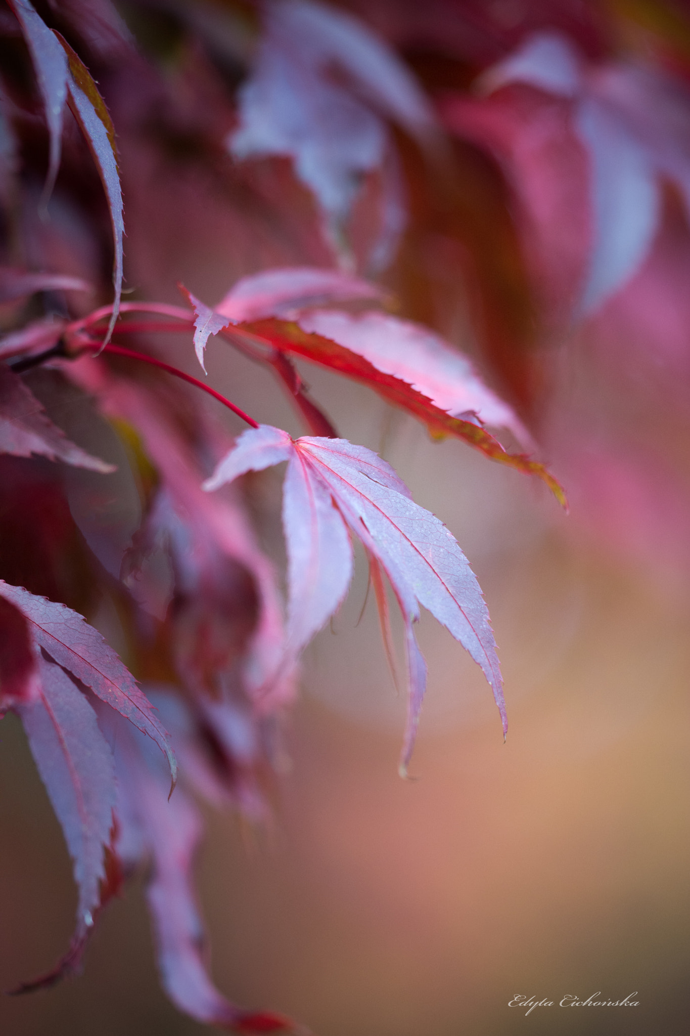 Sigma 150mm F2.8 EX DG Macro HSM sample photo. Autumn leaves photography