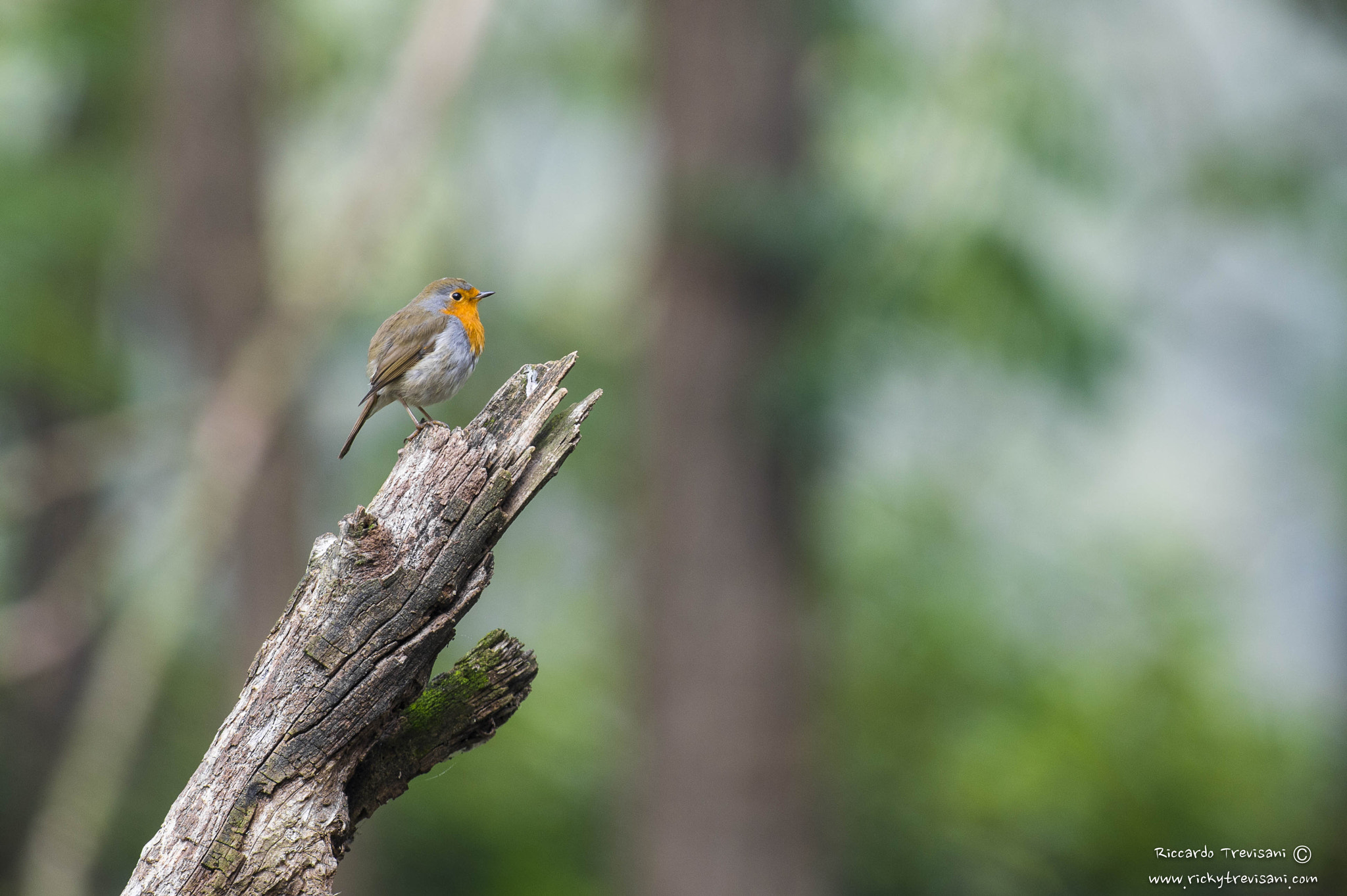 Nikon AF-S Nikkor 300mm F2.8G ED VR II sample photo. Robin photography