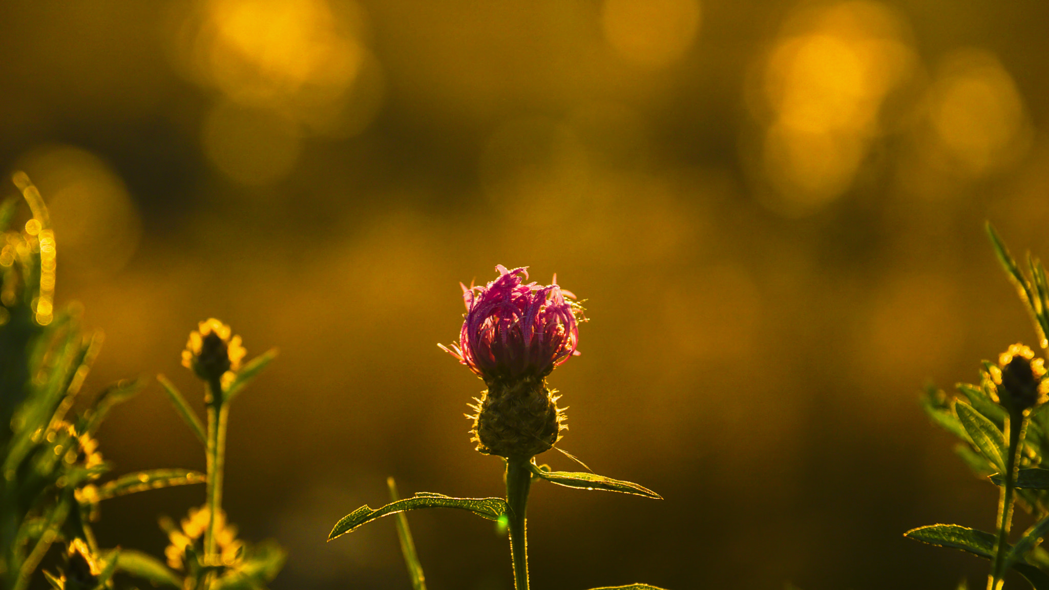 Sony DT 18-135mm F3.5-5.6 SAM sample photo. Pink'y flower photography
