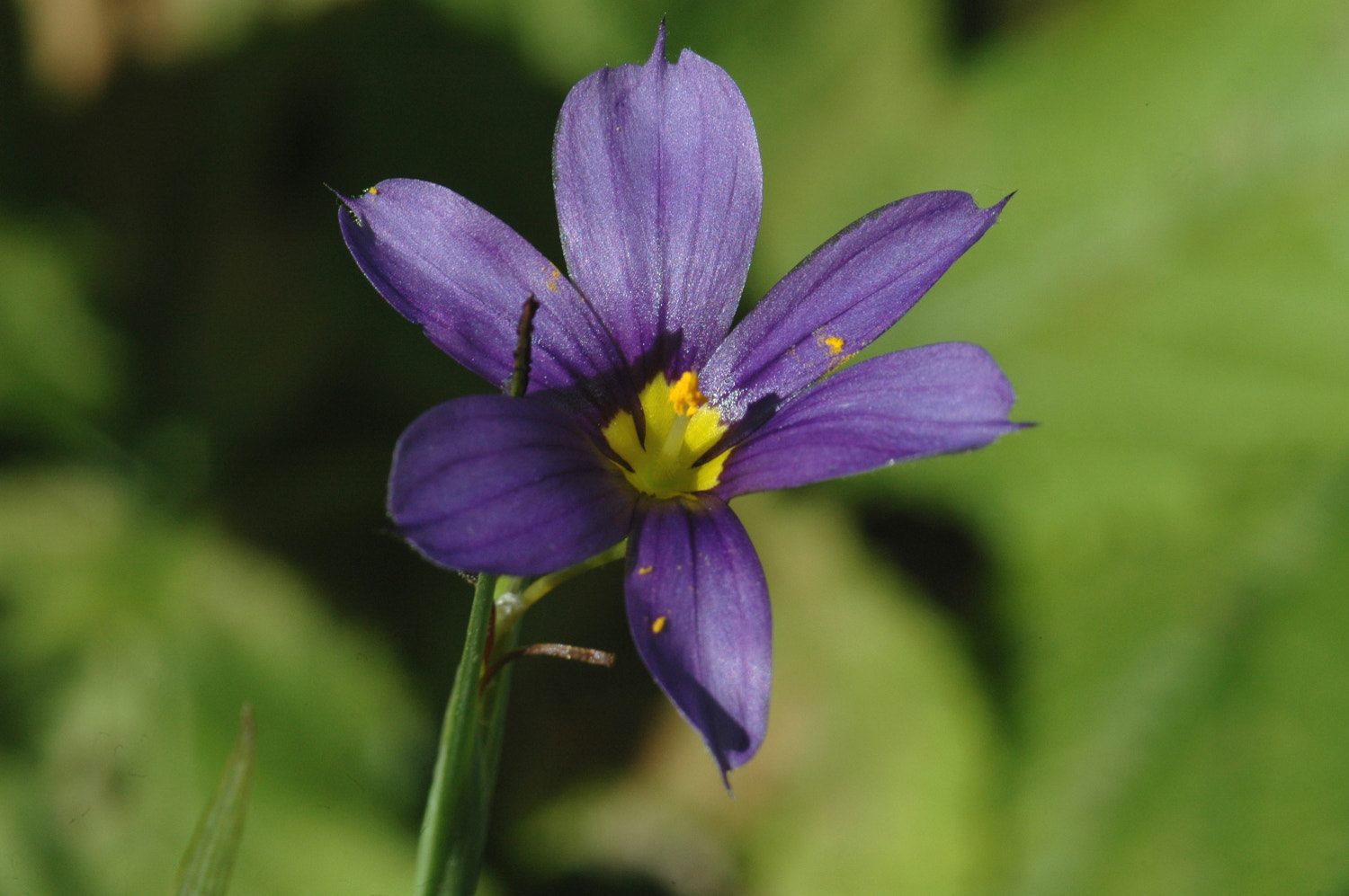 Nikon D70s + Sigma Macro 90mm F2.8 sample photo. A photography