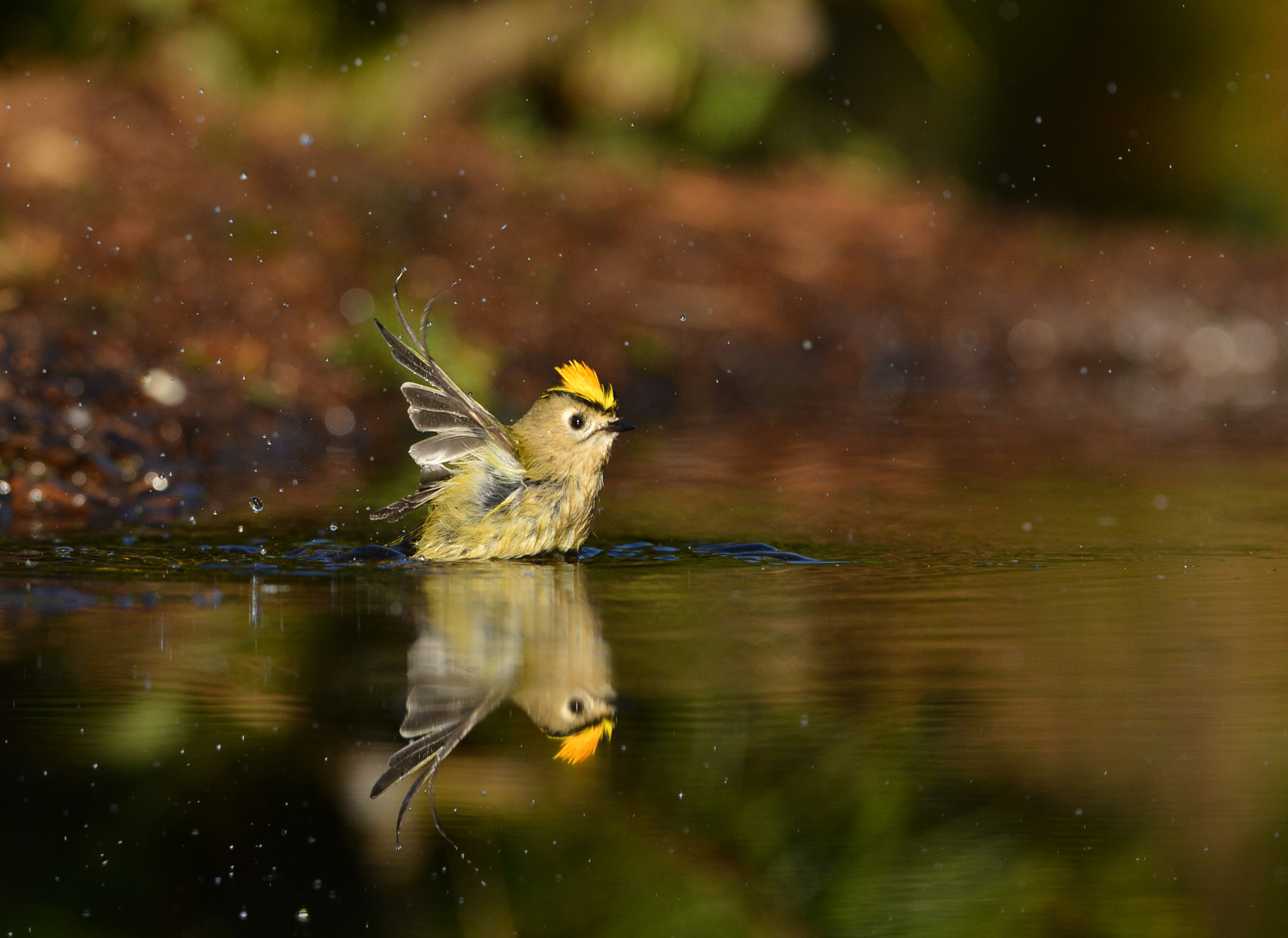 Nikon D600 + Nikon AF-S Nikkor 500mm F4G ED VR sample photo. Goudhaantje photography