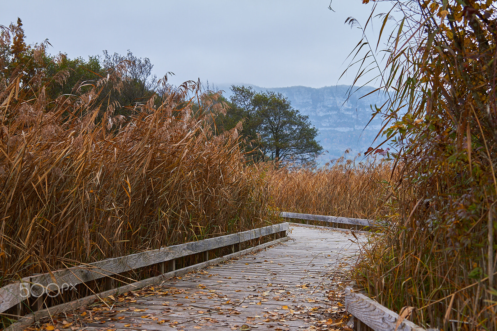 Sigma 24-70mm F2.8 EX DG HSM sample photo. Autumn walk photography