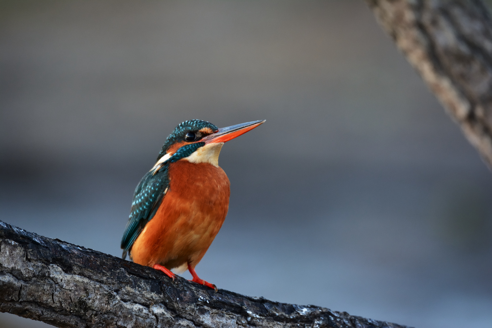 Sigma 150-600mm F5-6.3 DG OS HSM | S sample photo. Dsc photography