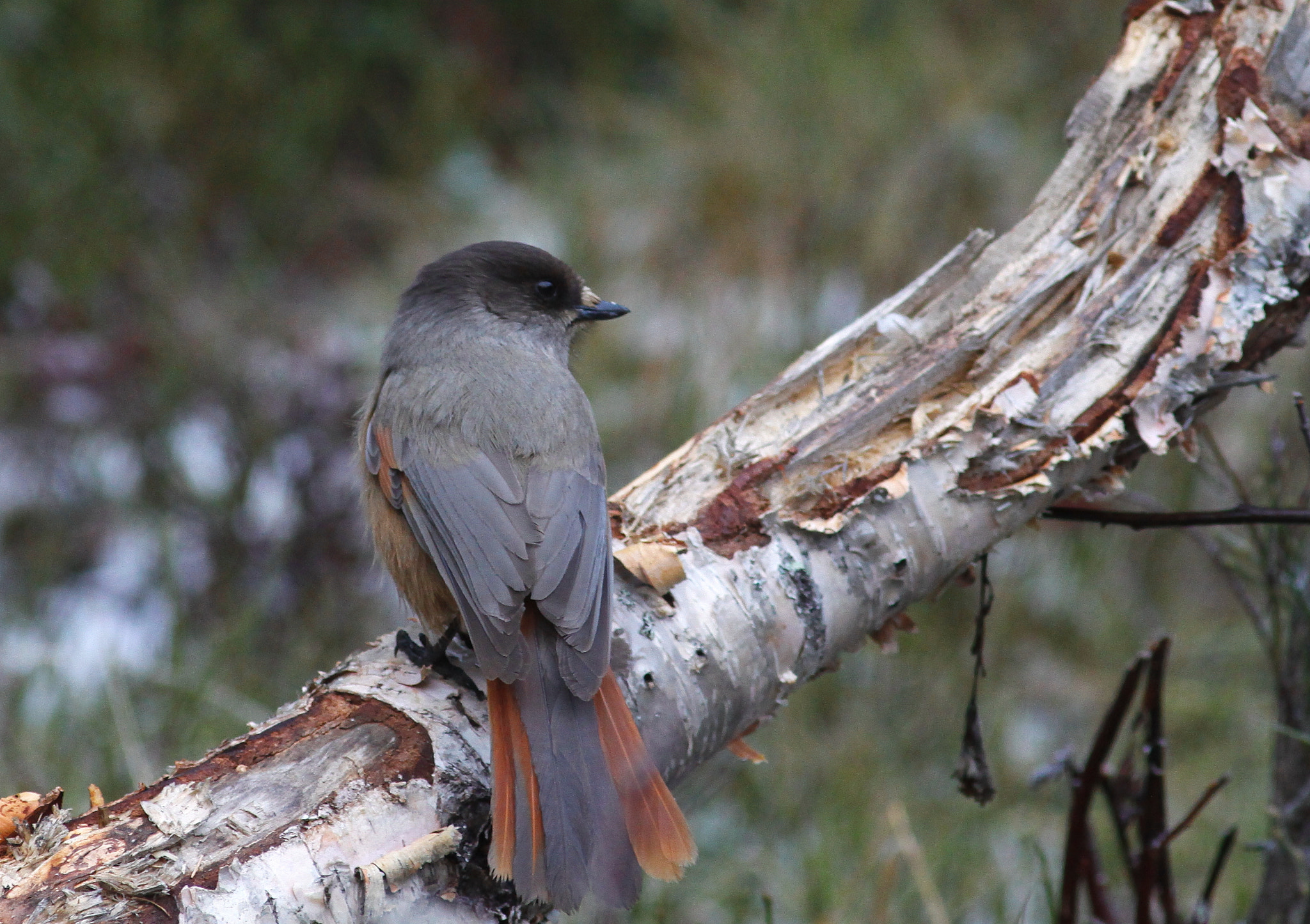 Canon EOS 50D sample photo. Siberian jay photography