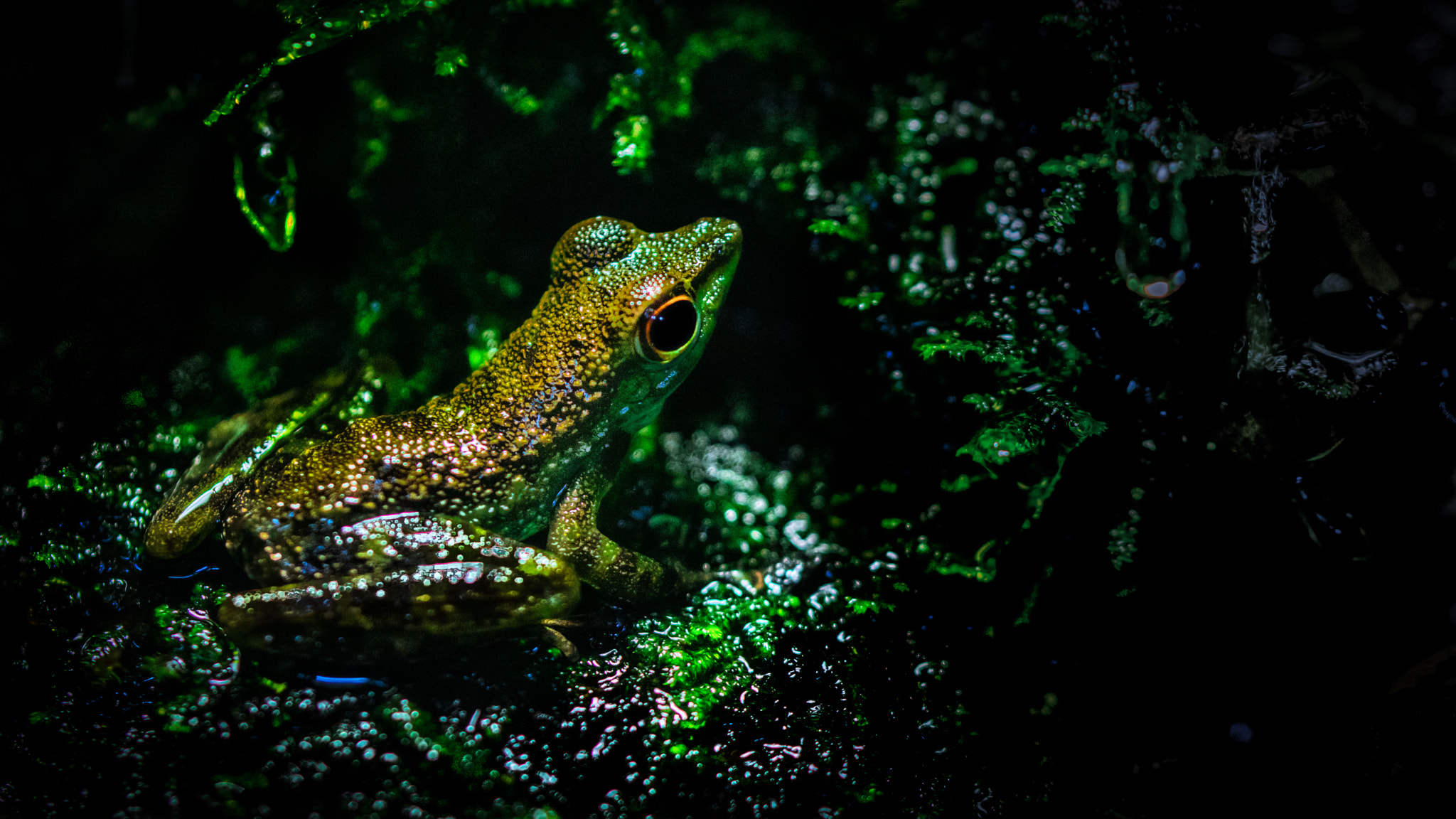 Canon EOS M3 sample photo. Crazy frog photography