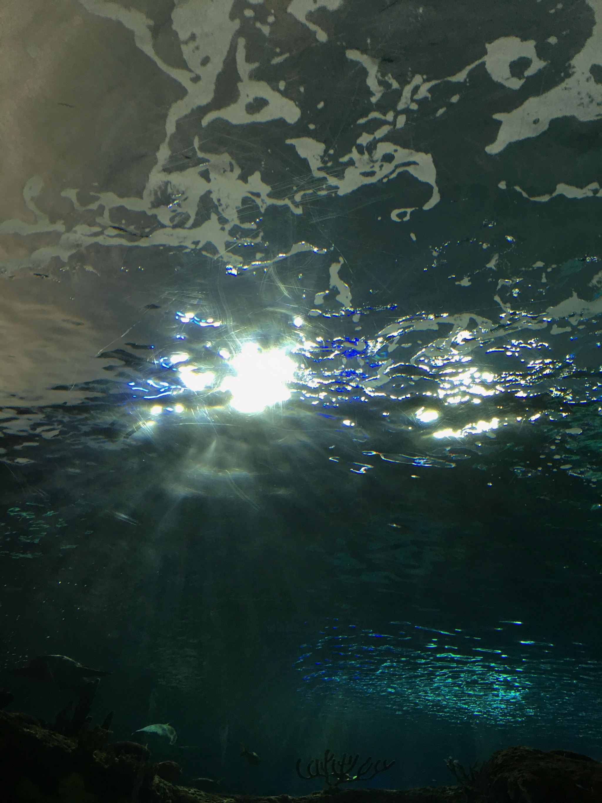 Jag.gr 645 PRO Mk III for Apple iPhone 6s Plus sample photo. Ripley's aquarium of canada photography