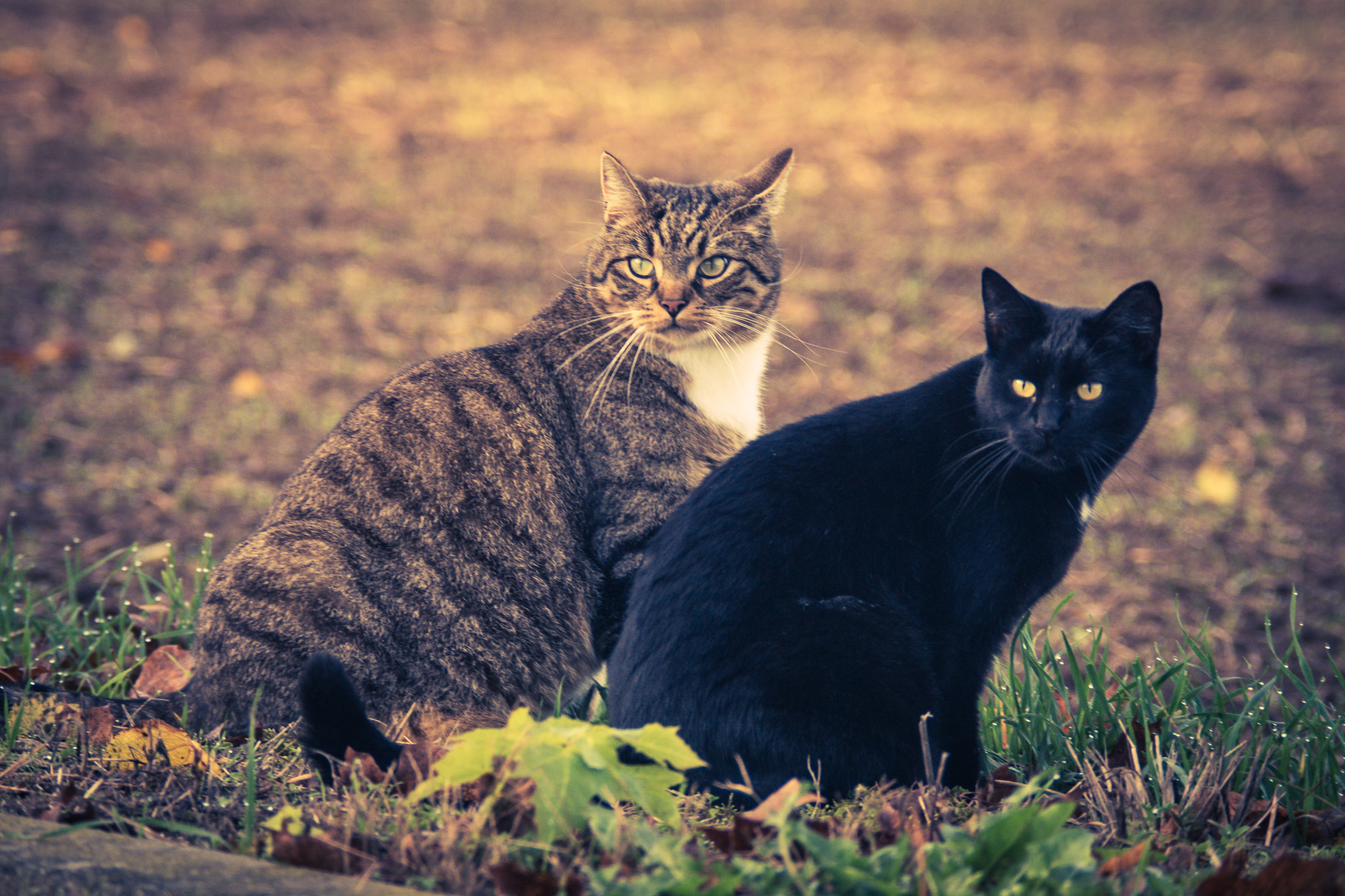 Sony ILCA-77M2 + Minolta AF 80-200mm F2.8 HS-APO G sample photo. Did she say "food is ready"? photography