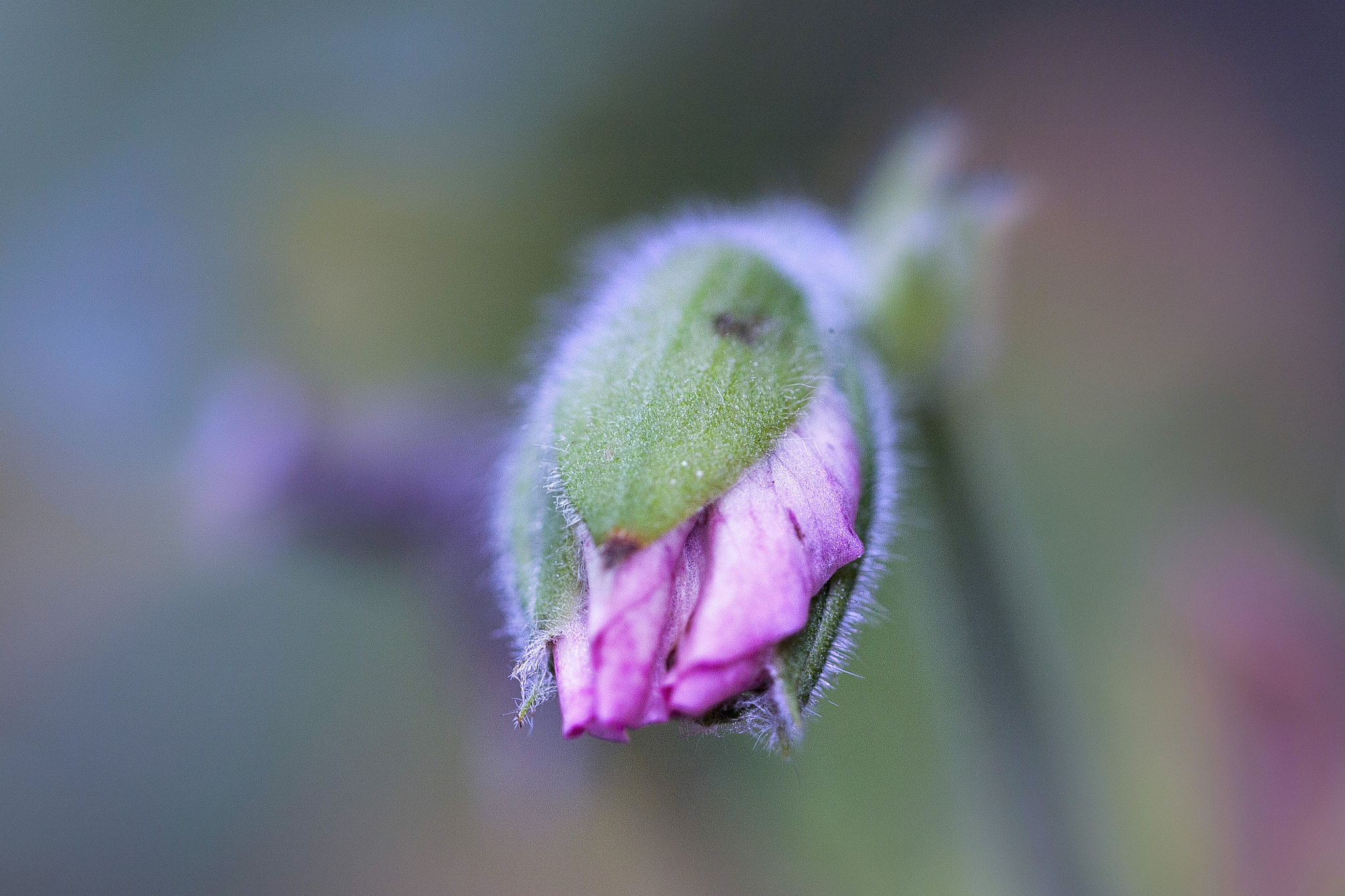 Canon EF 100mm F2.8L Macro IS USM sample photo. Bud photography