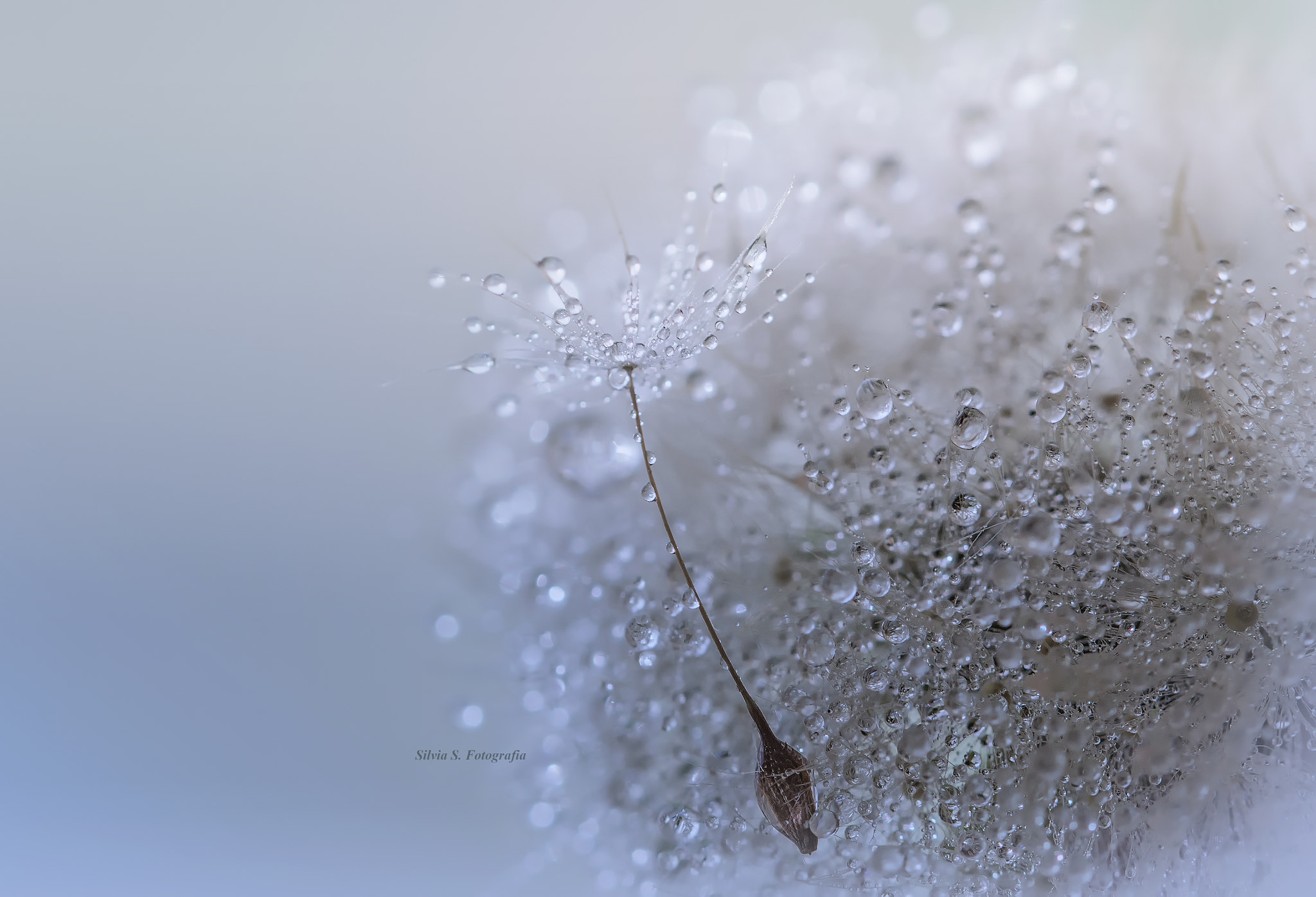 Sigma 105mm F2.8 EX DG OS HSM sample photo. Dandelions.... photography