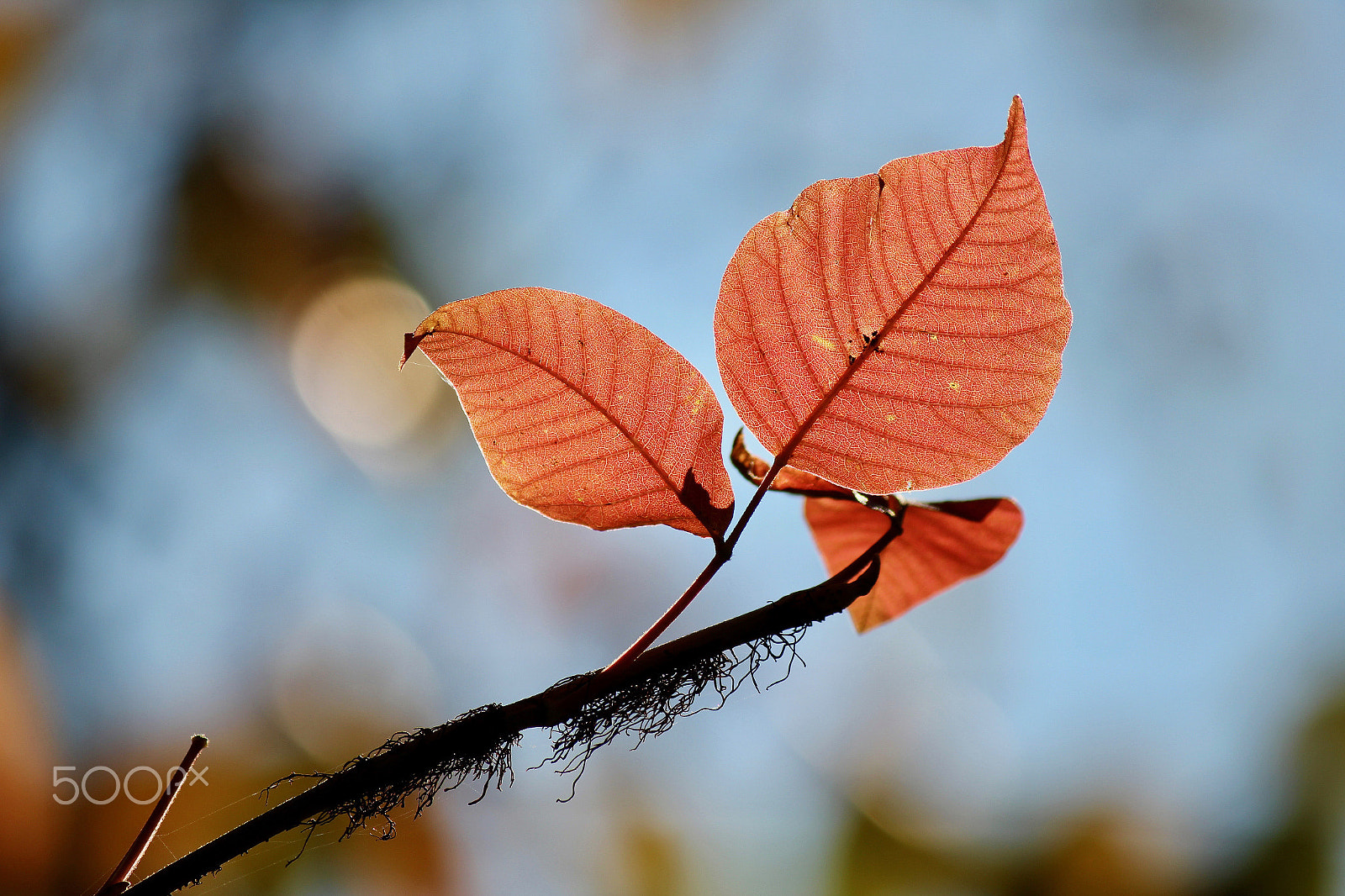 Canon EOS 550D (EOS Rebel T2i / EOS Kiss X4) sample photo. Autumn leaves. photography