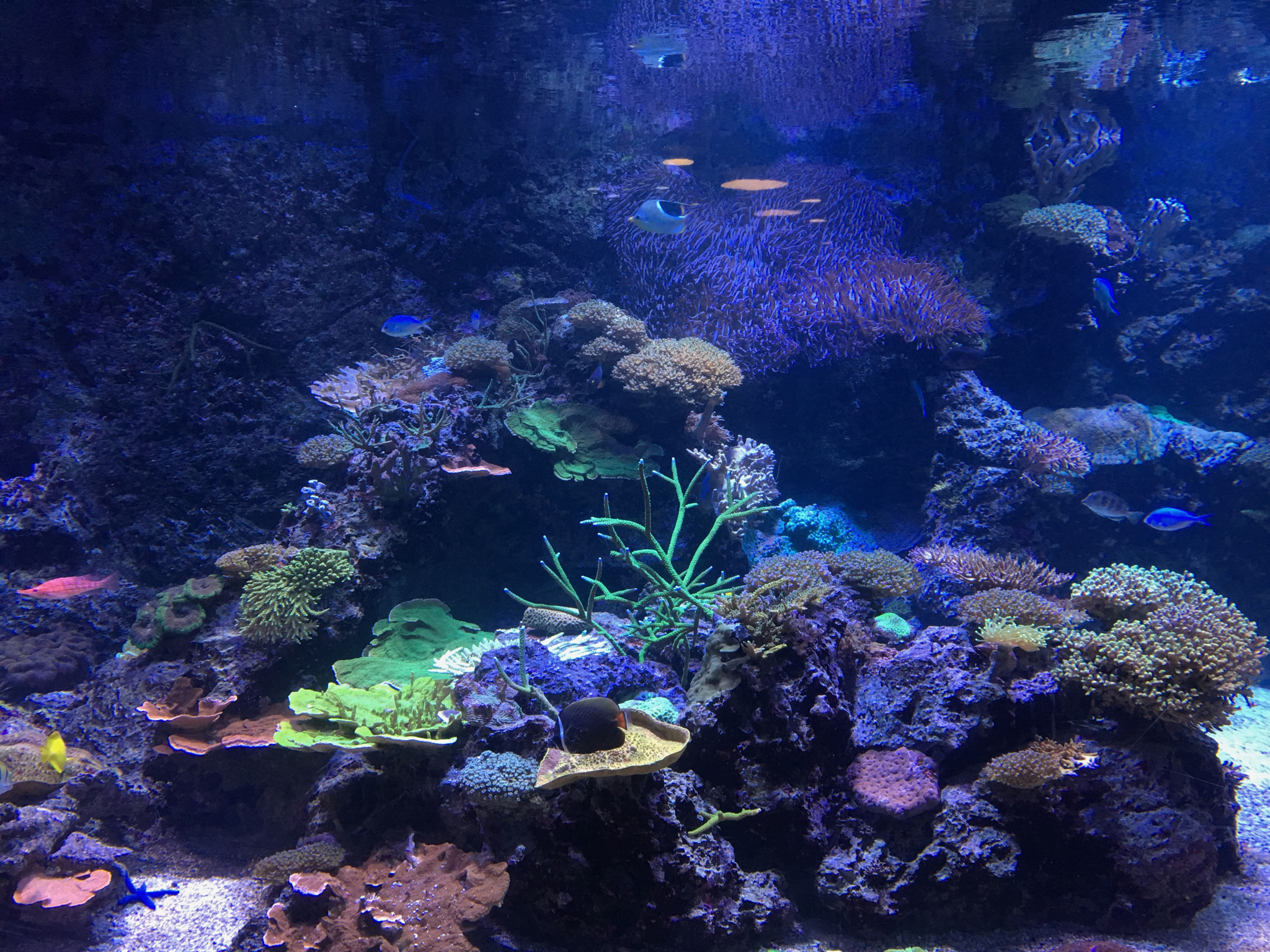 Jag.gr 645 PRO Mk III for Apple iPhone 6s Plus sample photo. Ripley's aquarium of canada photography