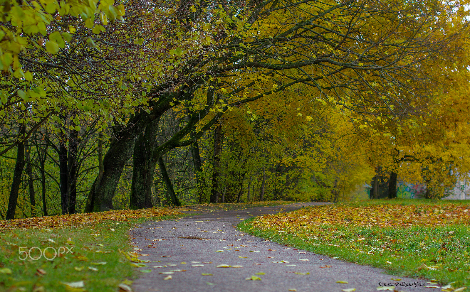 Sigma 50mm F1.4 EX DG HSM sample photo. Autumn photography