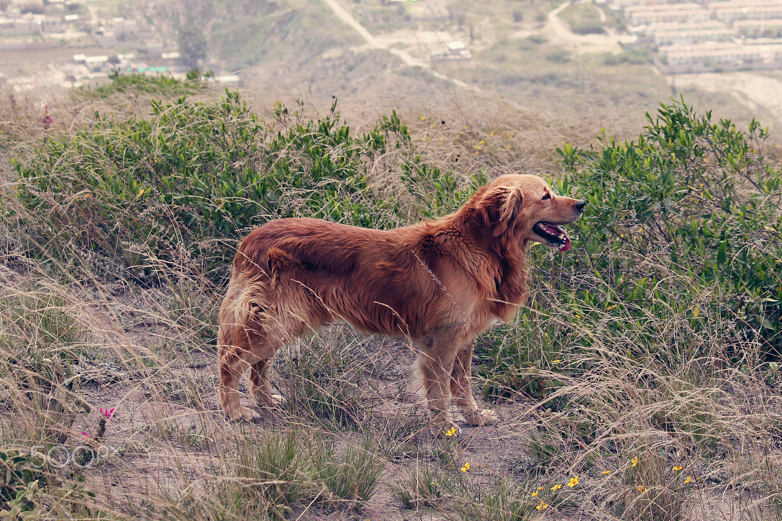 Canon EF-S 55-250mm F4-5.6 IS sample photo. Dog! photography