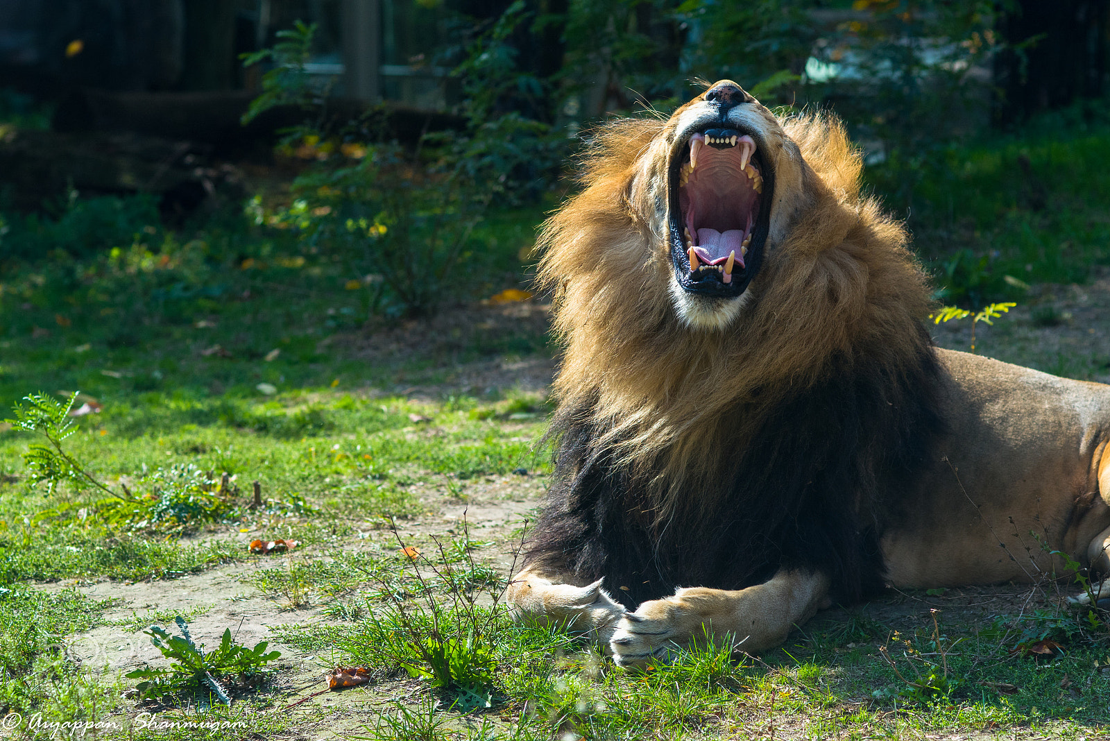 Nikon D810 + AF Nikkor 85mm f/1.8 sample photo. Lazy lion @ boston photography