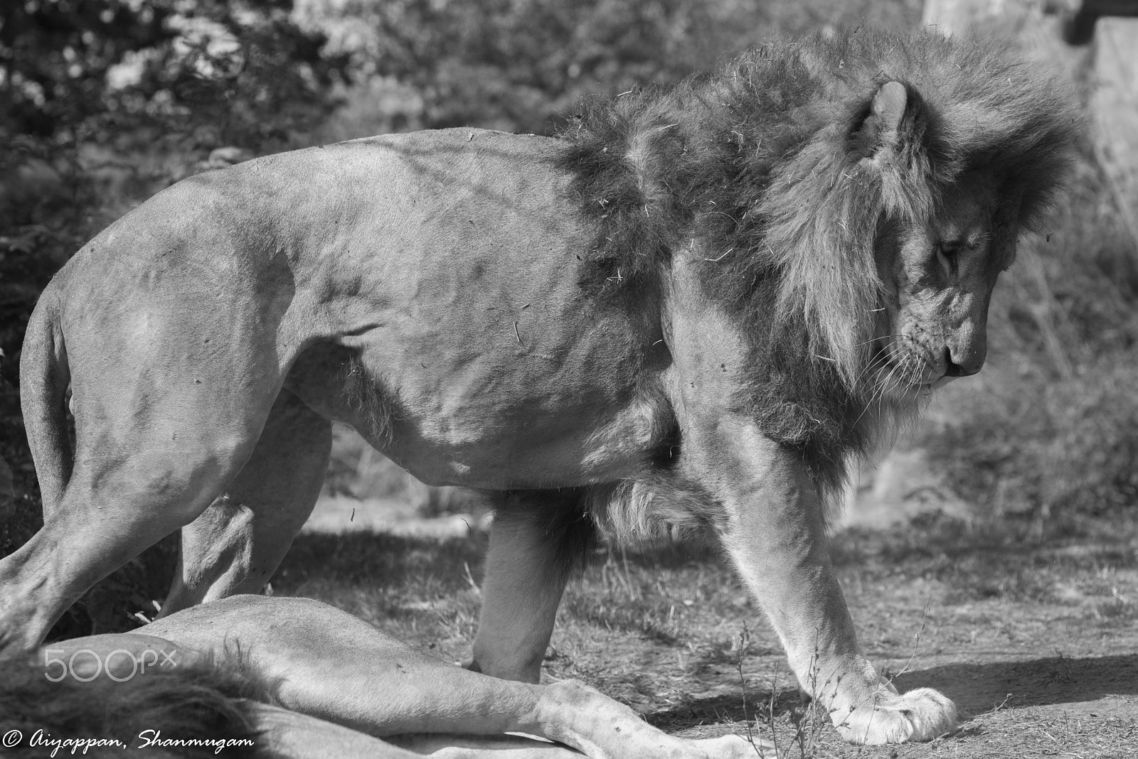 Nikon D810 + AF Nikkor 85mm f/1.8 sample photo. African lion in city photography