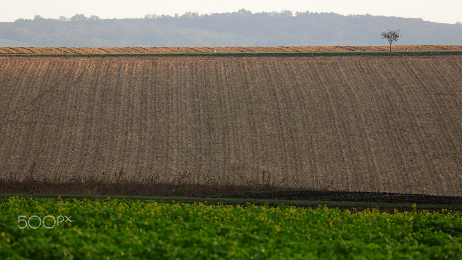 Canon EOS 5DS sample photo. Lonesome tree photography