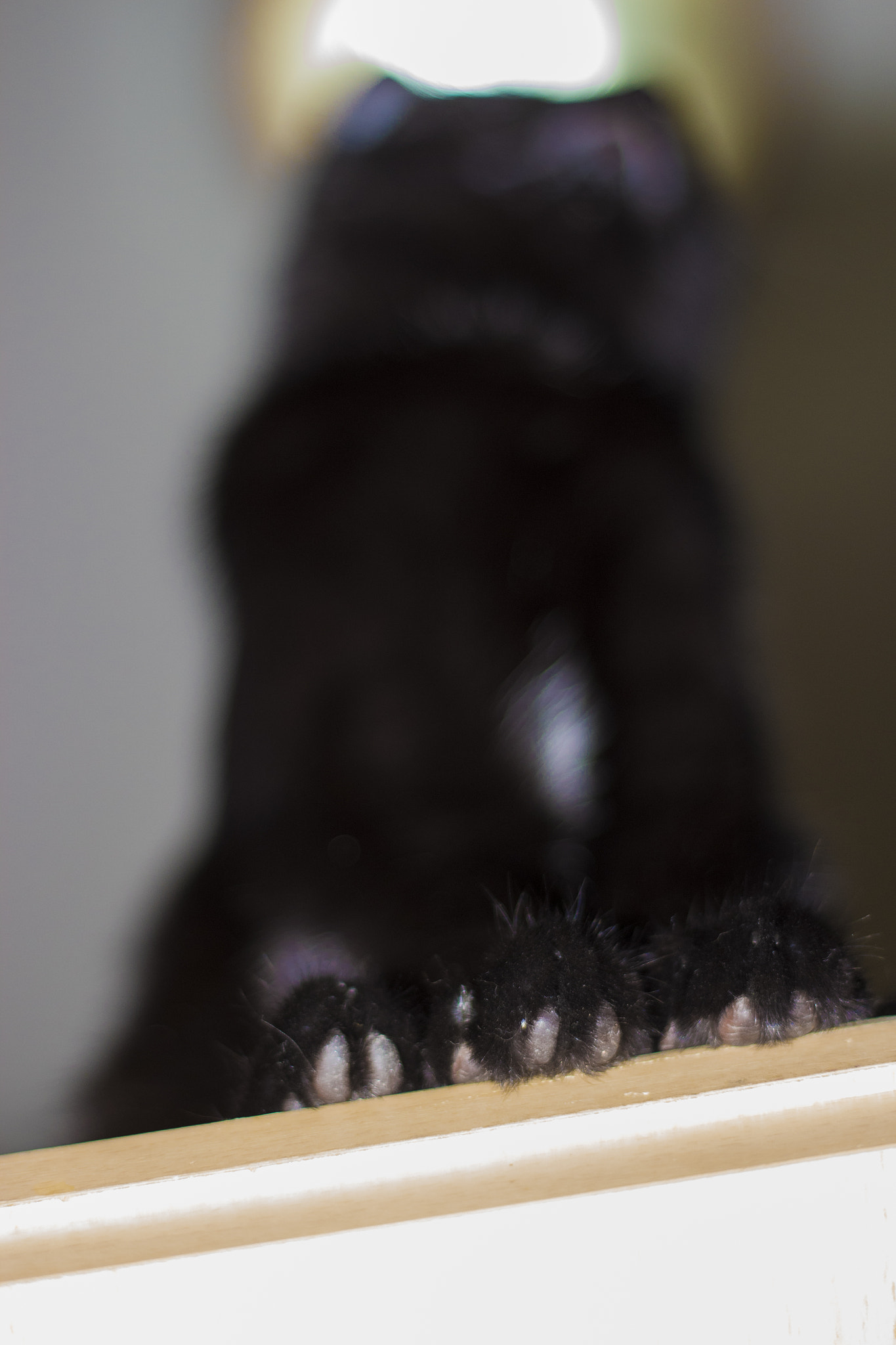 Canon EOS 1300D (EOS Rebel T6 / EOS Kiss X80) + Canon EF 50mm F1.8 II sample photo. Los tres pies del gato photography