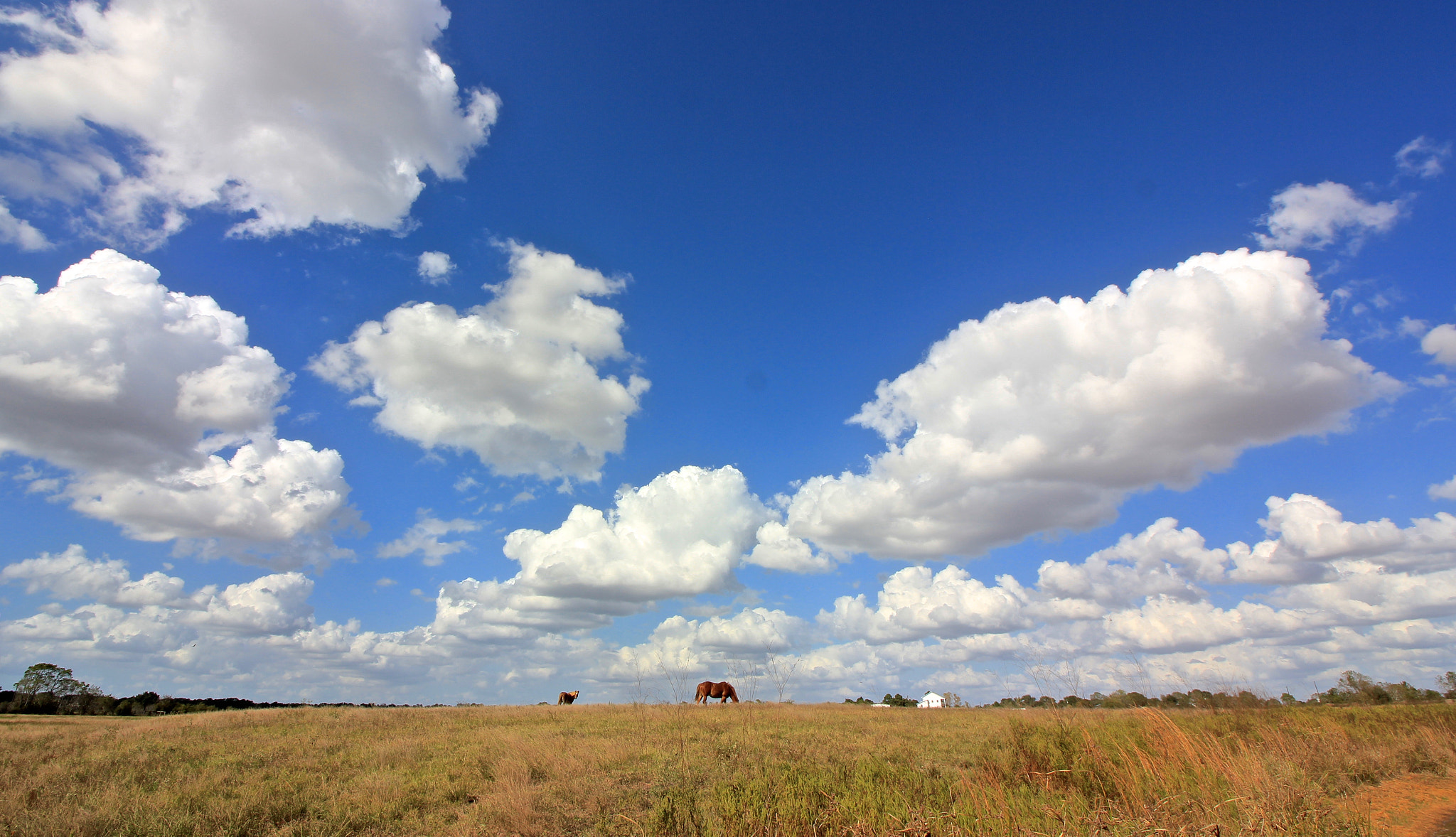 Canon EOS 550D (EOS Rebel T2i / EOS Kiss X4) sample photo. South texas photography