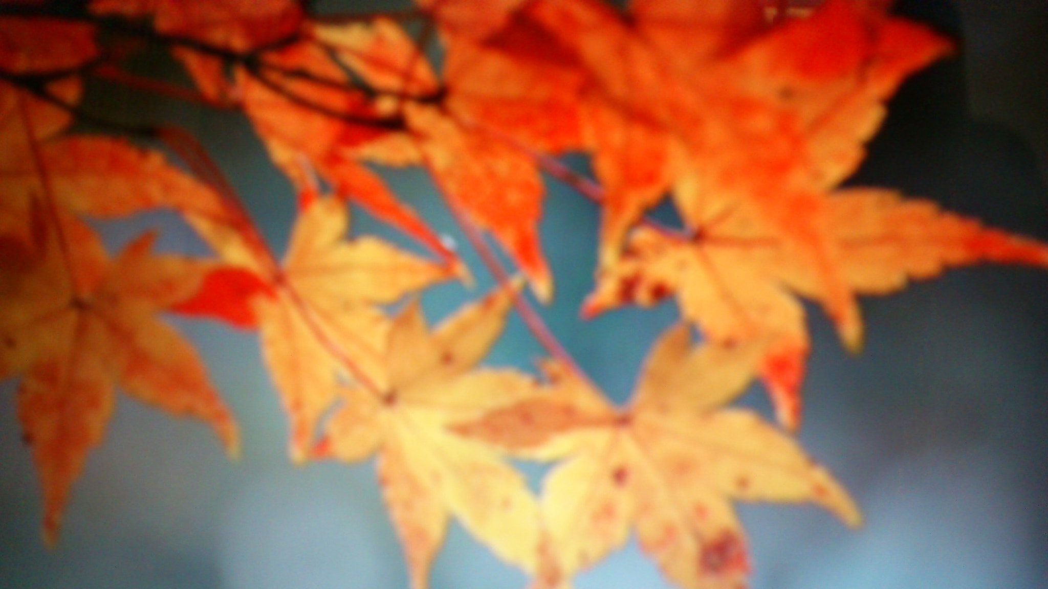 Sony Ericsson Xperia neo V sample photo. 021.jpg photography