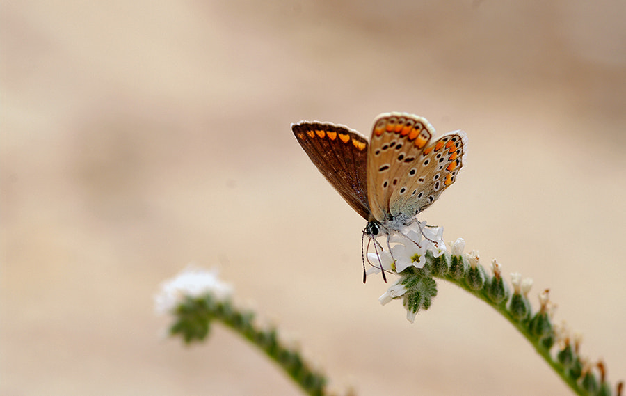 Pentax K20D + smc PENTAX-FA Macro 100mm F2.8 sample photo. Benklk photography