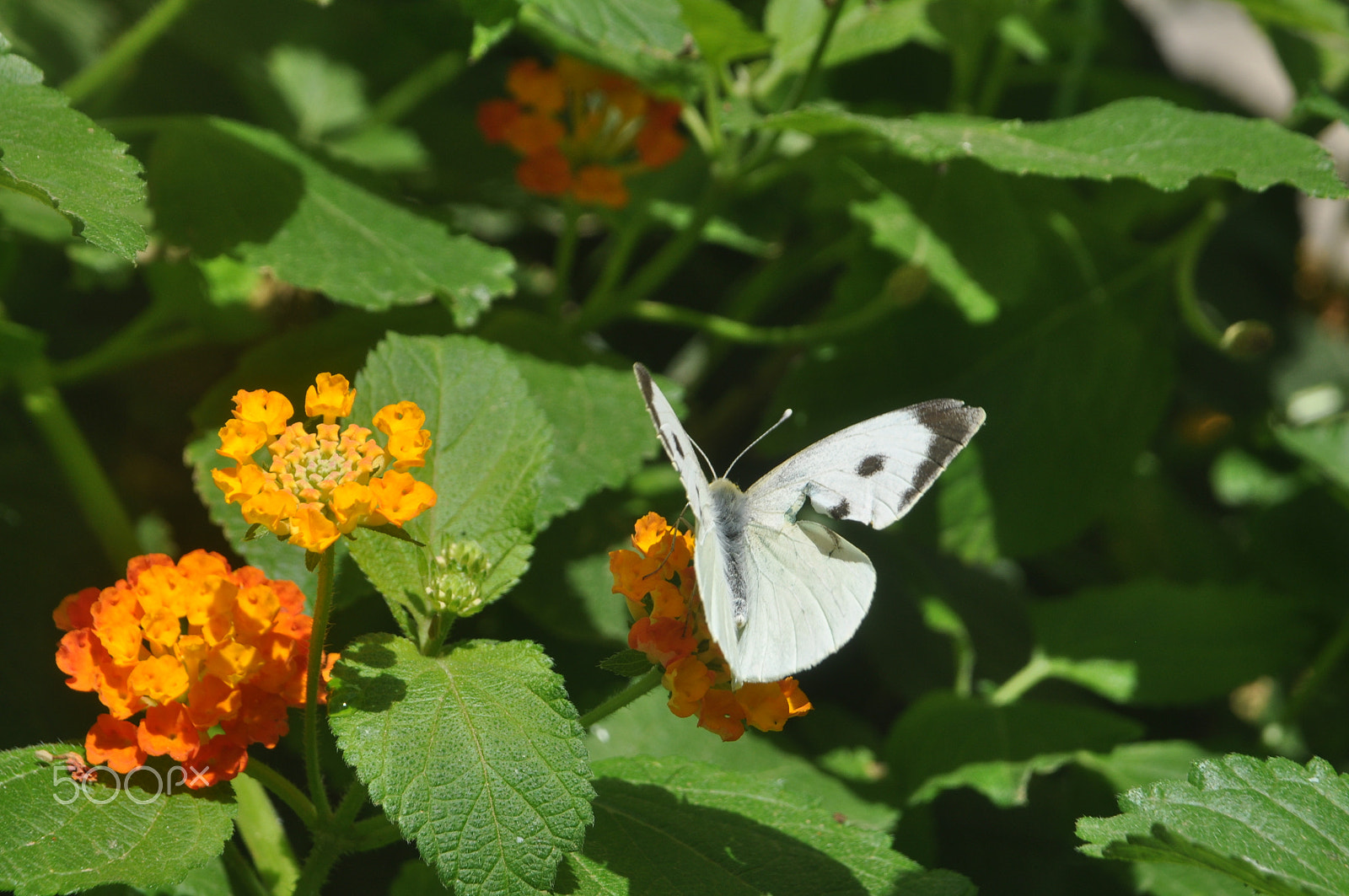 AF Zoom-Nikkor 24-120mm f/3.5-5.6D IF sample photo. Nice one photography