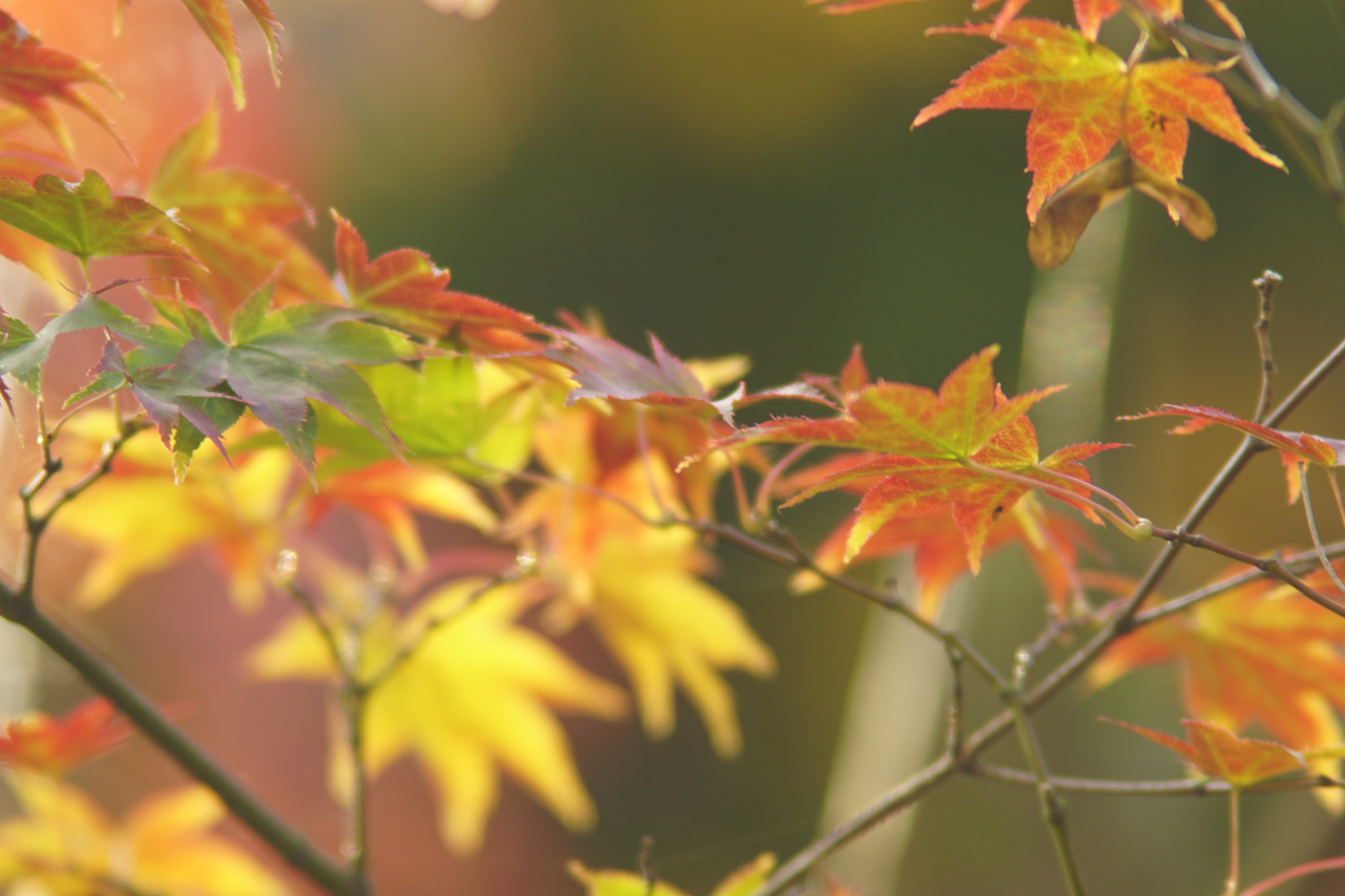 Minolta AF 80-200mm F2.8 HS-APO G sample photo. Autumn leaves photography