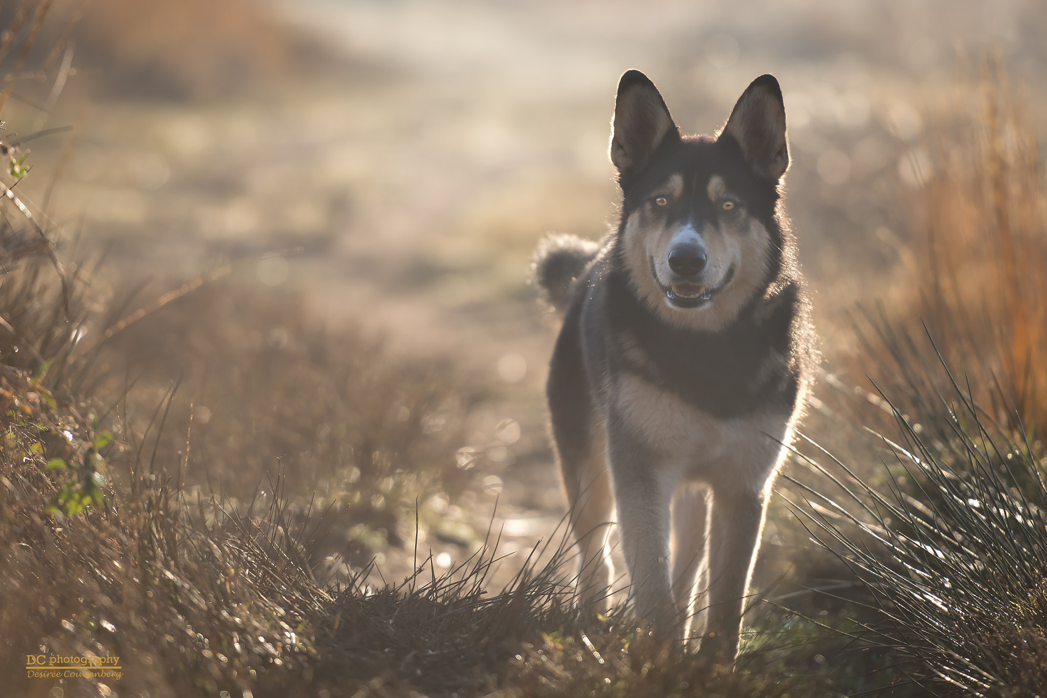 Nikon AF-S Nikkor 70-200mm F2.8G ED VR II sample photo. Meeting with wolf or dog photography
