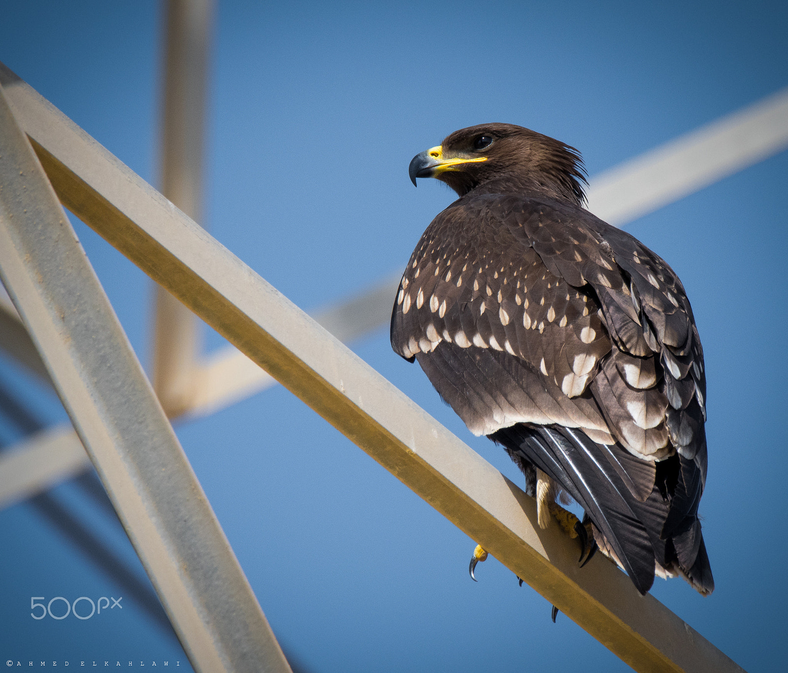 Nikon D500 + Sigma 50mm F2.8 EX DG Macro sample photo. Great spotted eagle photography