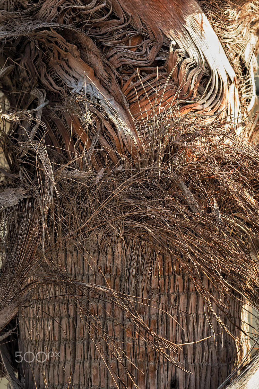 Canon EOS 5DS R + Canon EF 50mm F1.2L USM sample photo. Palm trunk photography