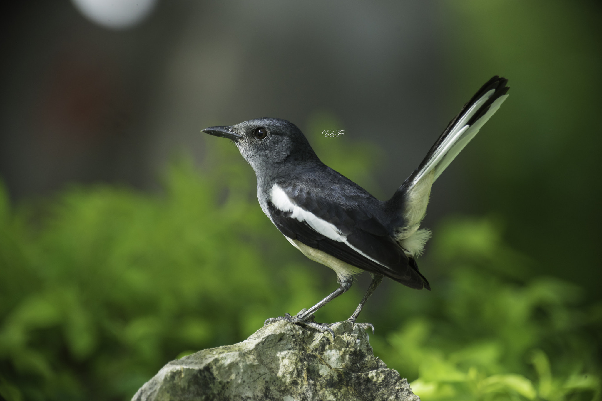 Sony 70-400mm F4-5.6 G SSM II sample photo