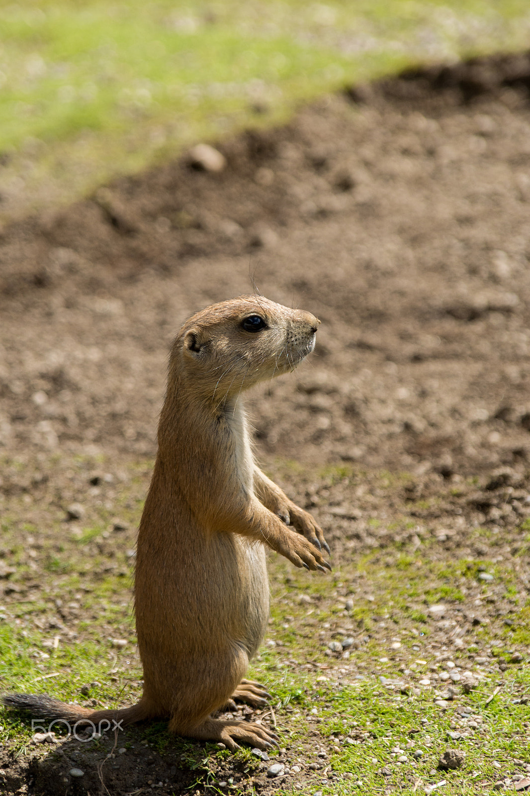 Sigma 18-200mm F3.5-6.3 DC sample photo. Präriehund / prairie dog photography