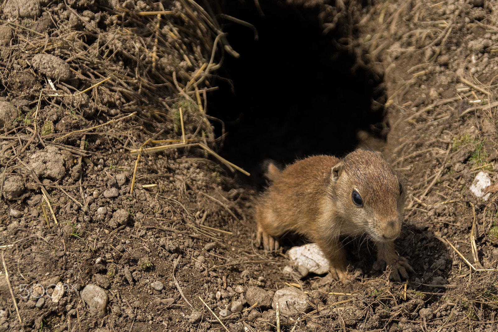 Nikon D5200 + Sigma 18-200mm F3.5-6.3 DC sample photo. Präriehund / prairie dog photography