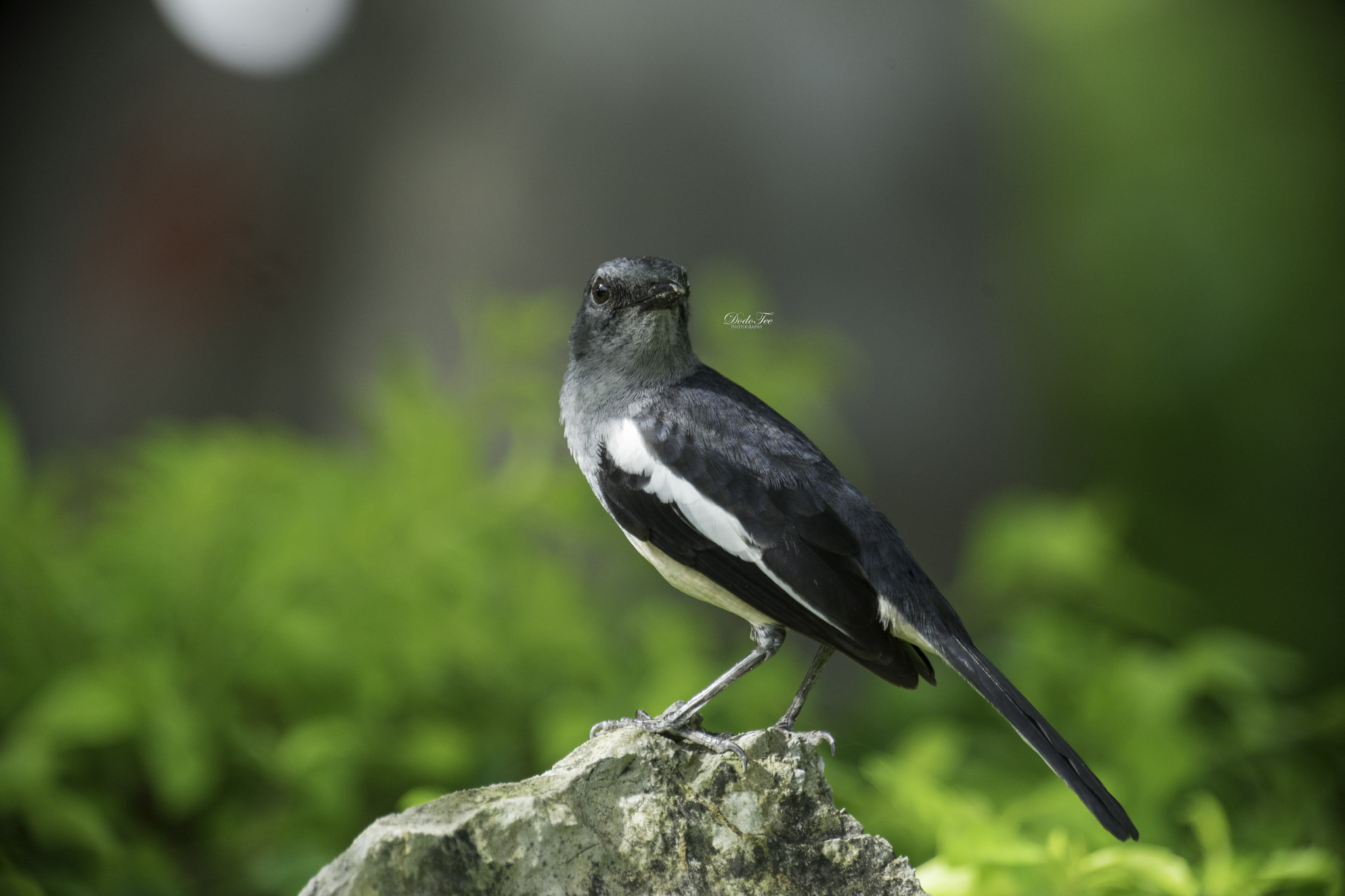 Sony 70-400mm F4-5.6 G SSM II sample photo