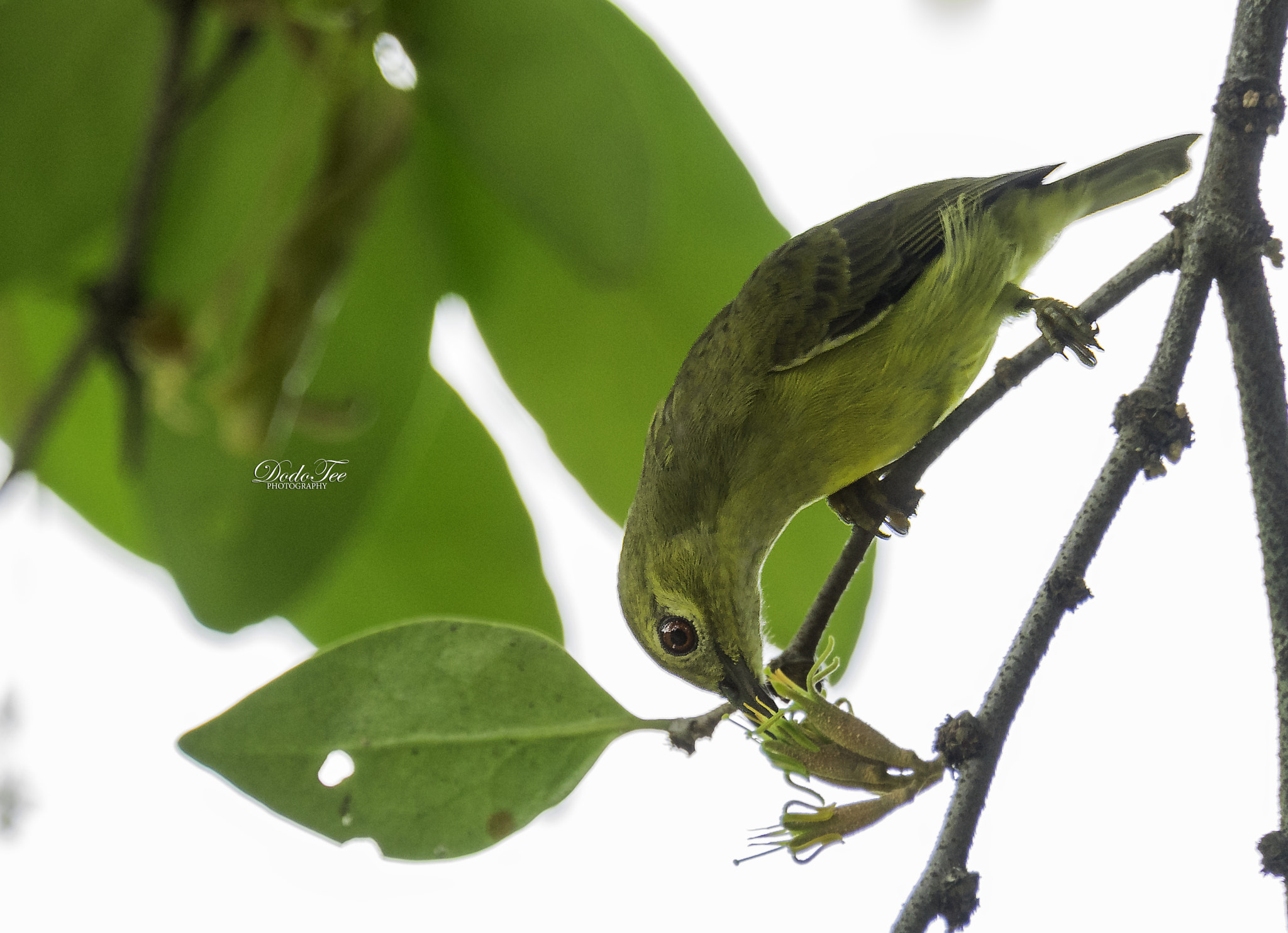 Sony 70-400mm F4-5.6 G SSM II sample photo