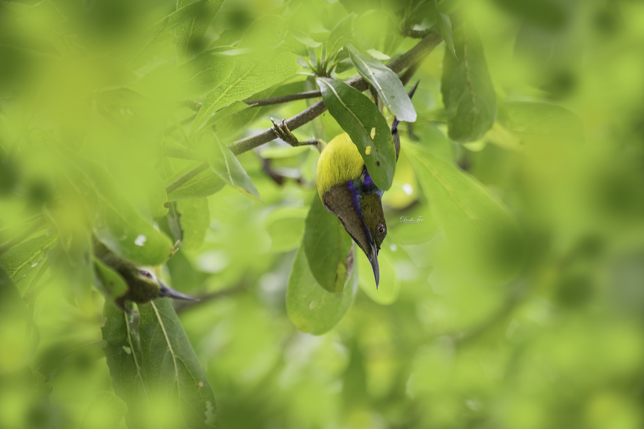 Sony 70-400mm F4-5.6 G SSM II sample photo