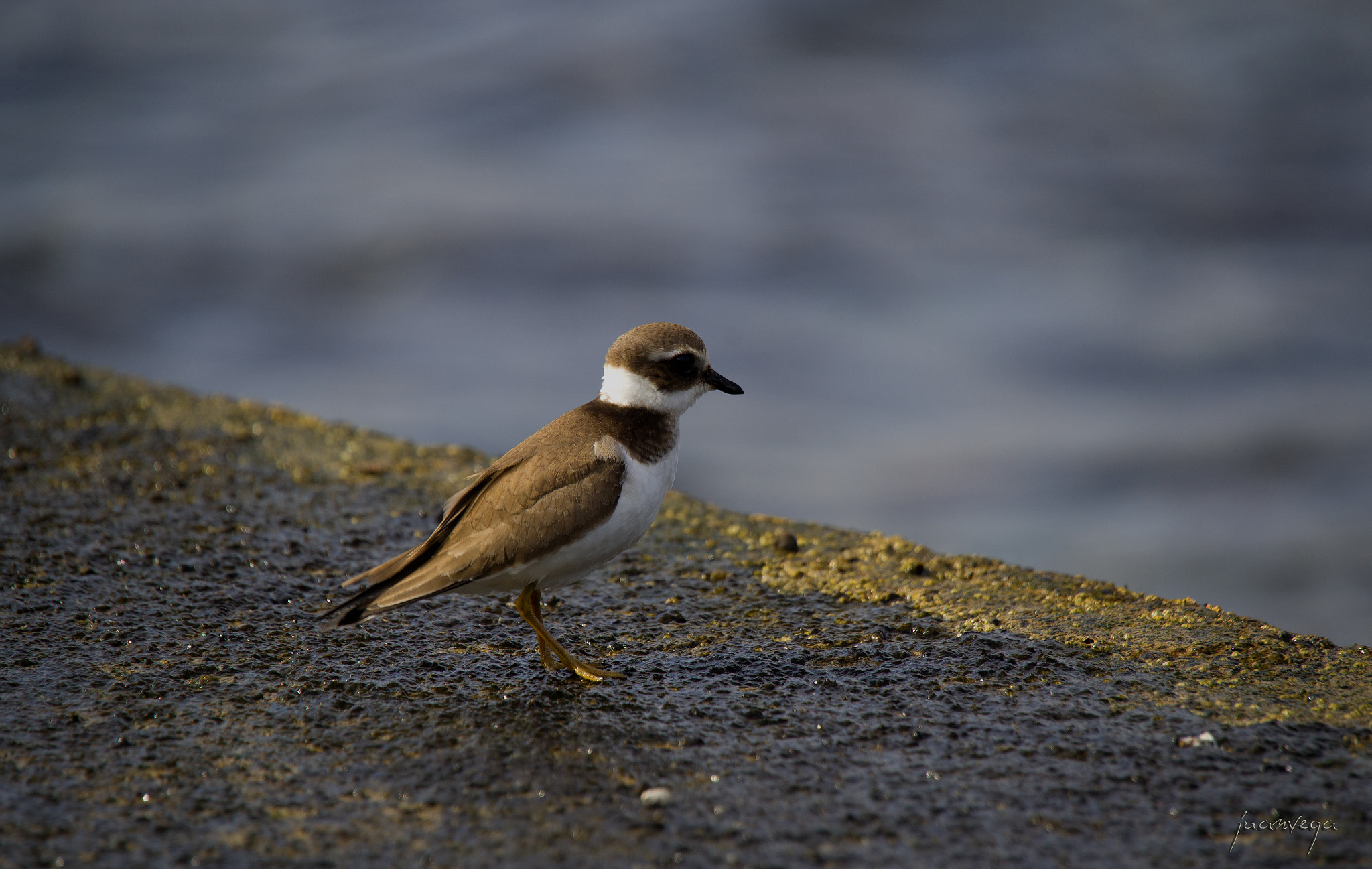 Sony Alpha DSLR-A850 + Minolta AF 300mm F2.8 HS-APO G sample photo. Chorlotejo photography