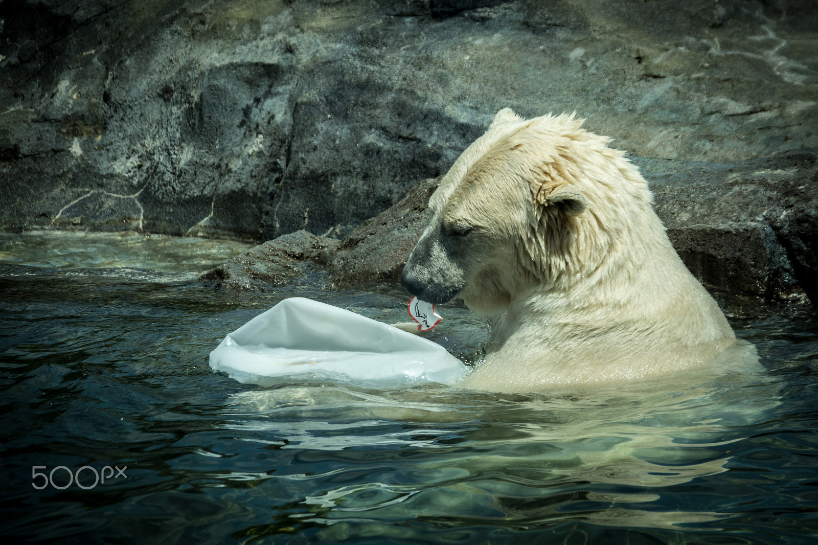 Nikon D5200 + Sigma 18-200mm F3.5-6.3 DC sample photo. Eisbär / icebear photography