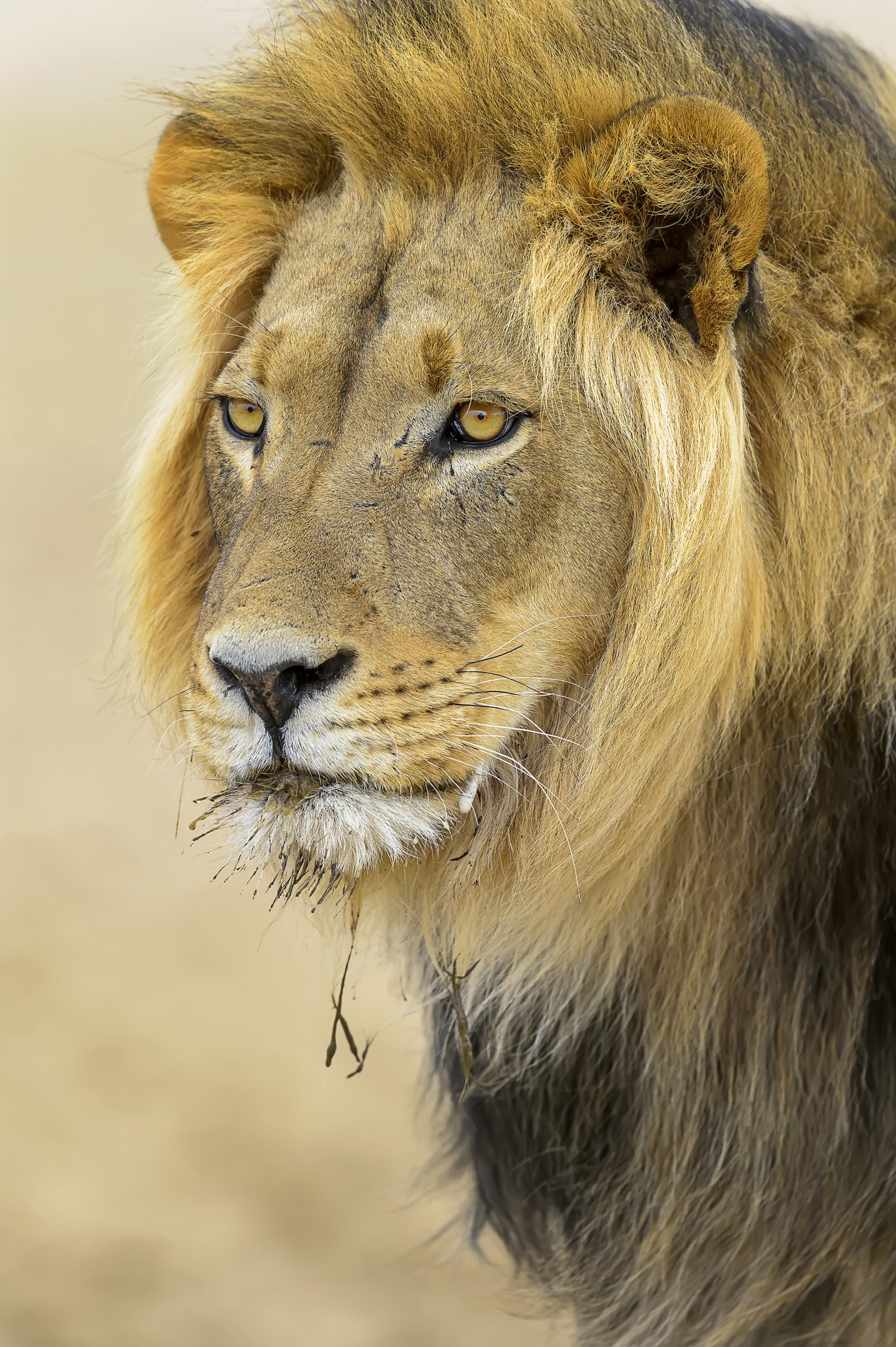 Nikon D4 sample photo. Lion in profile photography