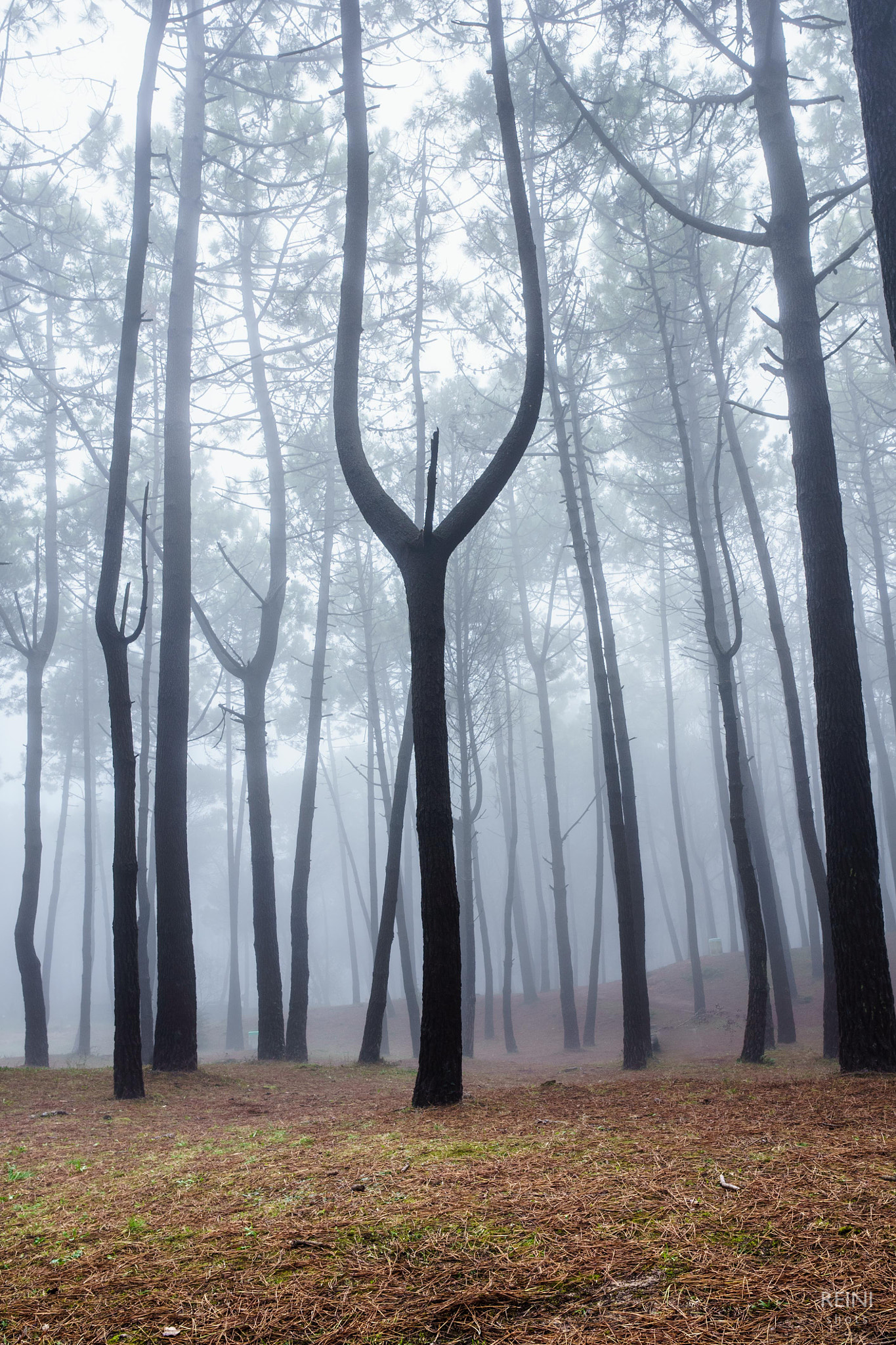 Sony a7 II + E 21mm F2.8 sample photo. Devil's tree photography