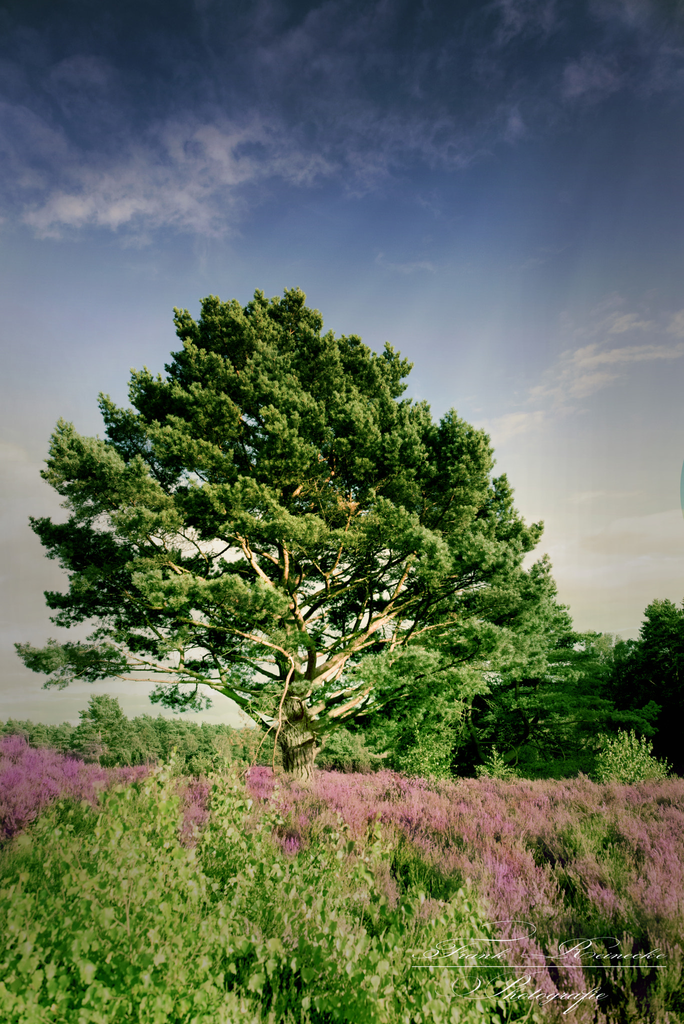 Nikon D750 + Nikon AF-S Nikkor 24mm F1.4G ED sample photo. Heide photography