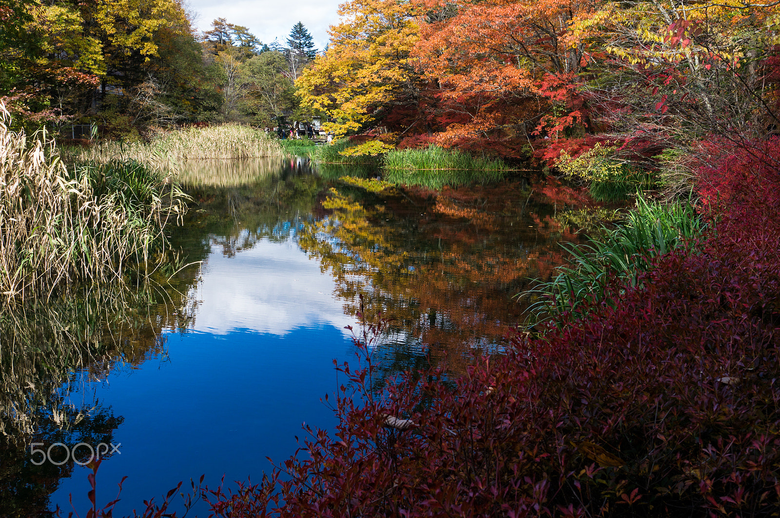 Sony Alpha NEX-5N + Sony Sonnar T* E 24mm F1.8 ZA sample photo. Japanese autumn photography